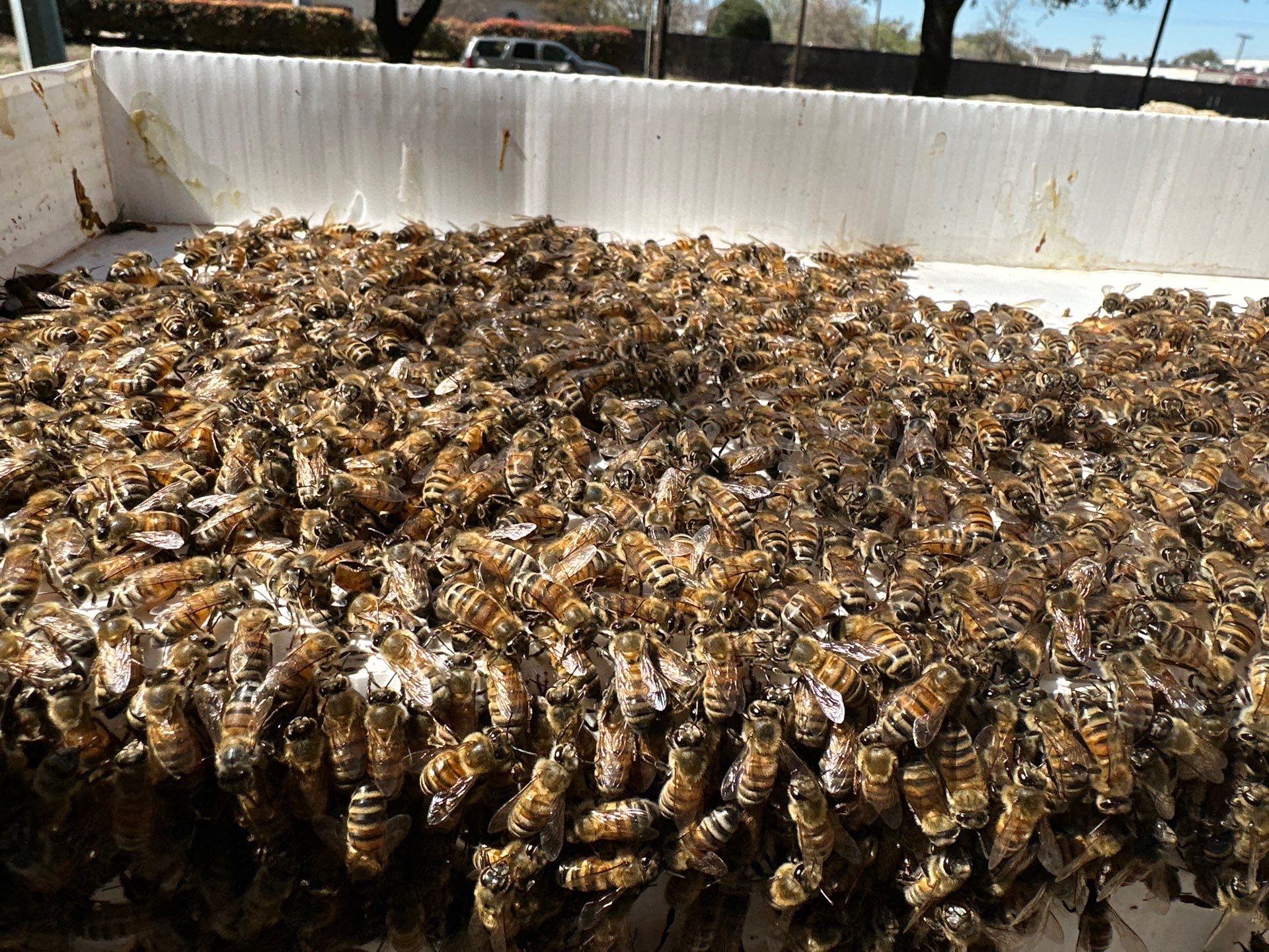 Urban Bees in North Dallas by Rockwall Honey Bee Company