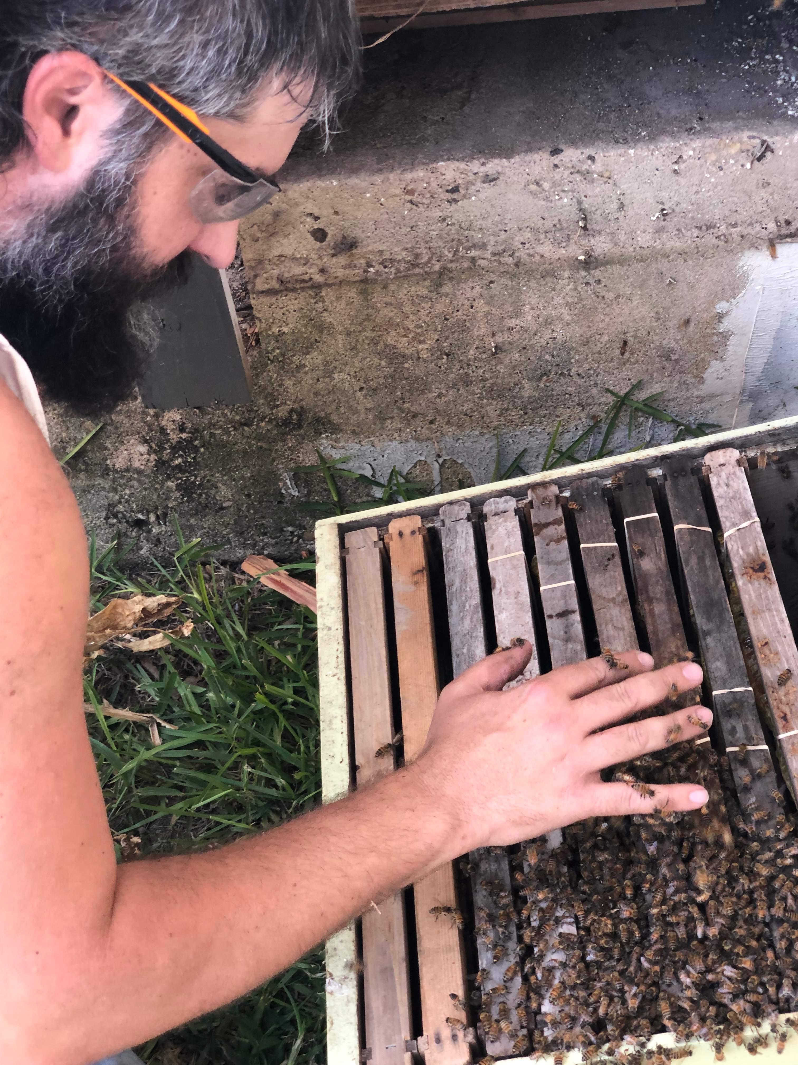 Bees Handled by Rockwall Honey Bee Company