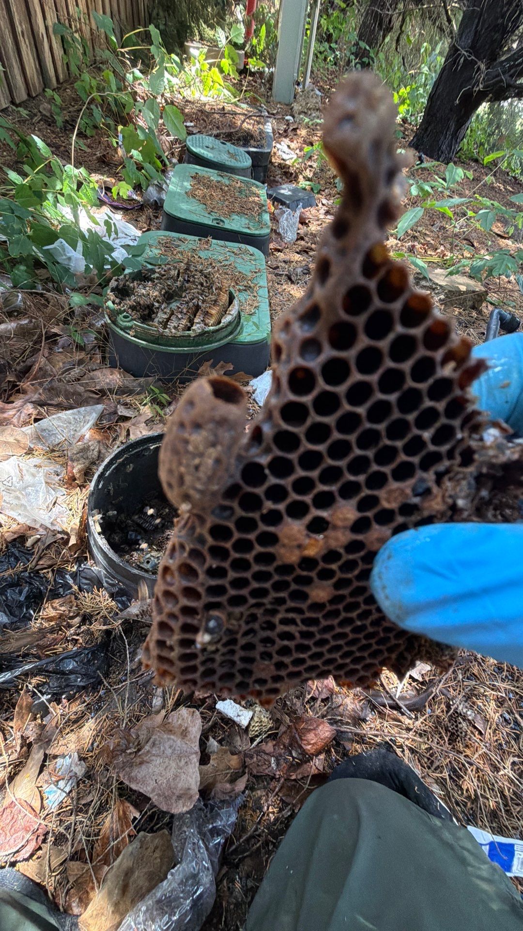 Mossy Mystery Bees by Rockwall Honey Bee Company