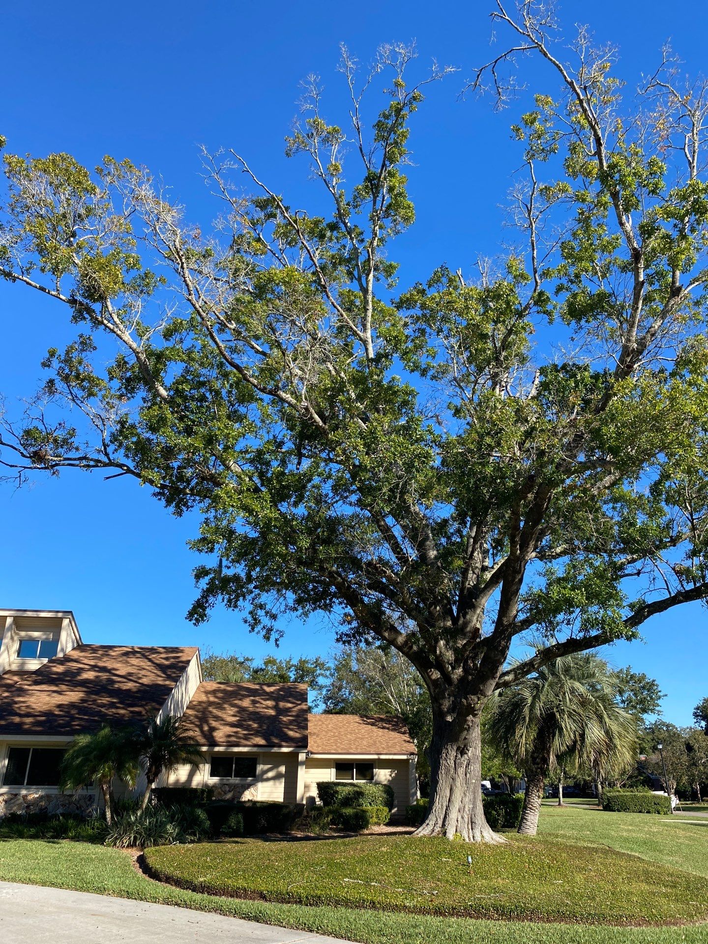 Deerwood Resident | Tree Removal & Stump Grinding by ProGreen Services