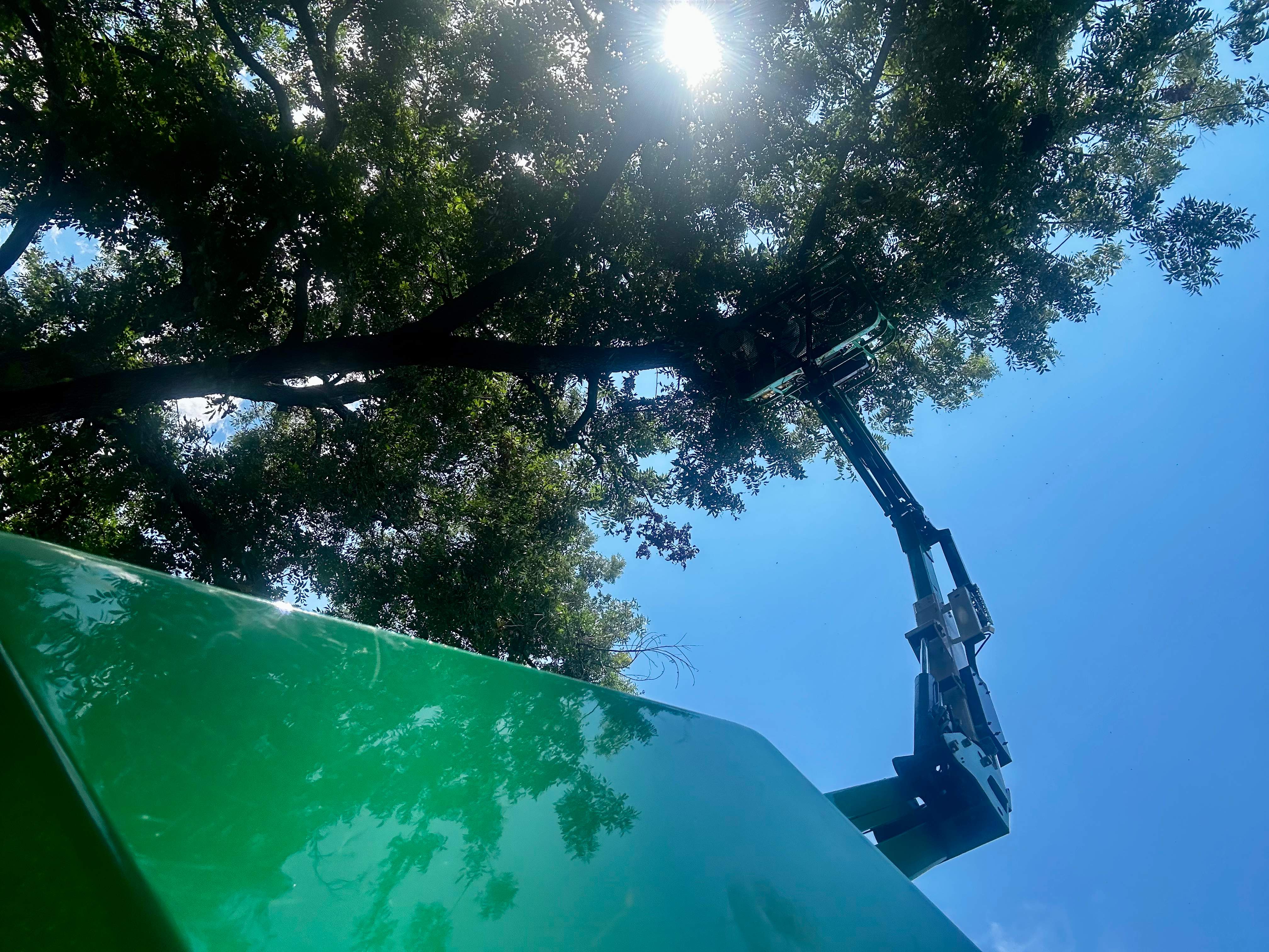 Open-Air Massive Colony by Rockwall Honey Bee Company