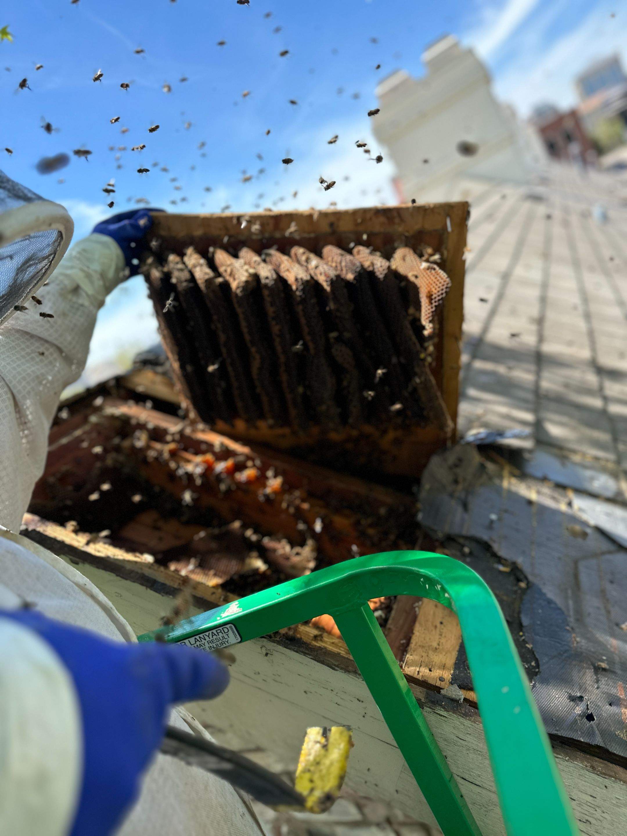 Commercial Roof by Rockwall Honey Bee Company