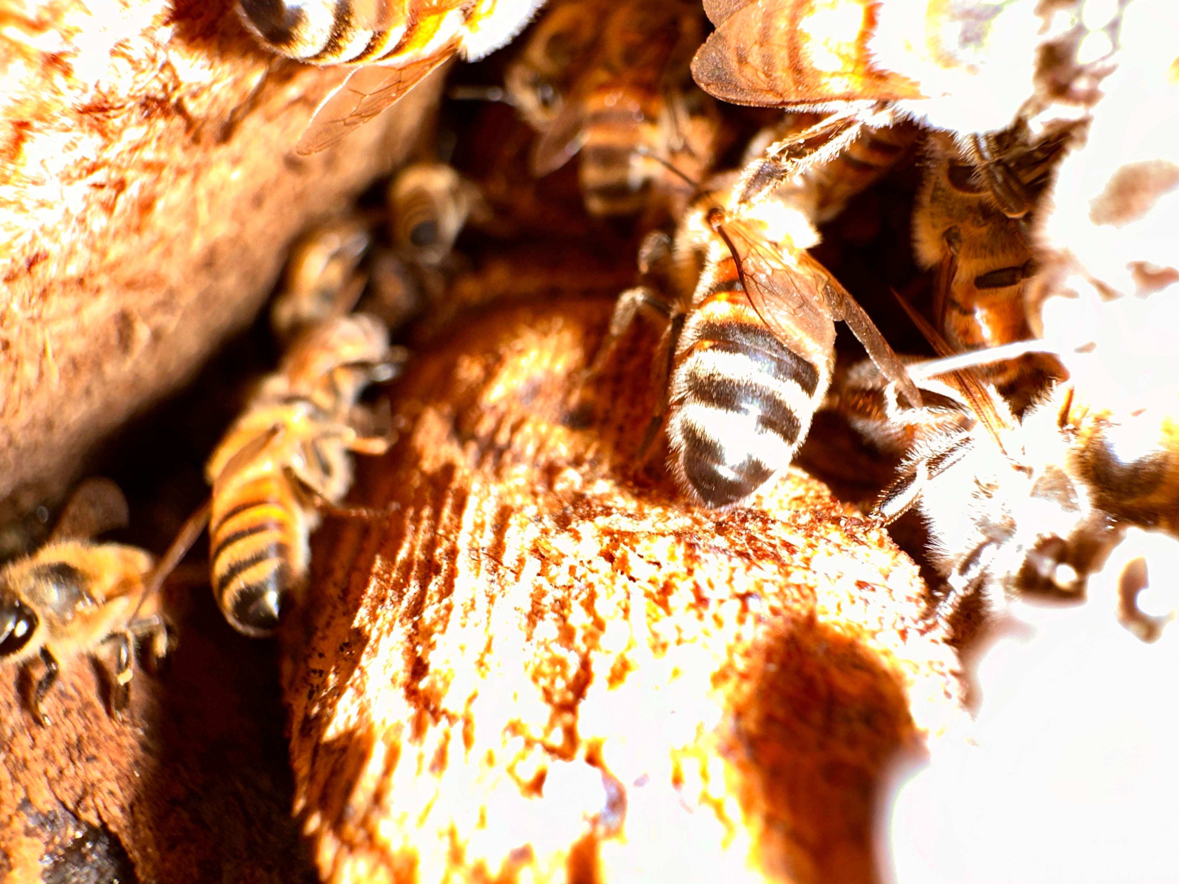 Yes, Professor. by Rockwall Honey Bee Company