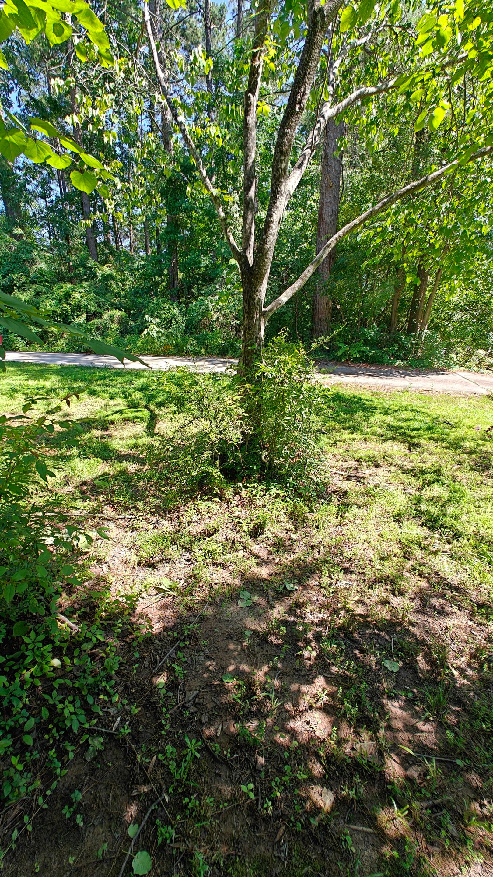 Bi Weekly Landscaping/ Weeding  by College Bros Outdoor services