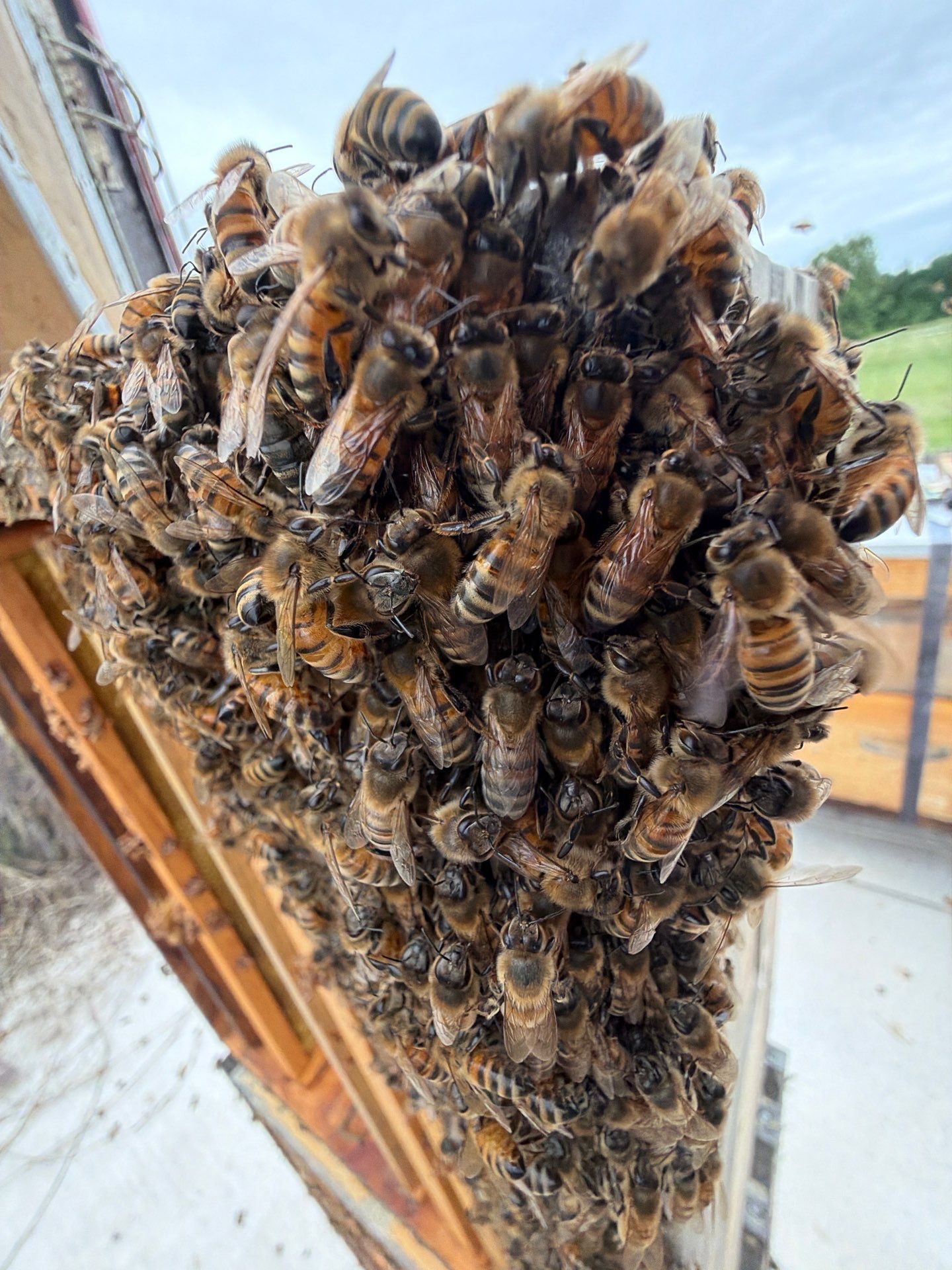 Bees at the Bank! by Rockwall Honey Bee Company