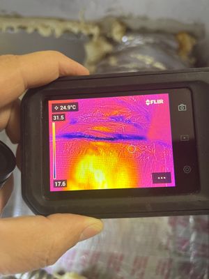 St Petersburg Mold Remediation