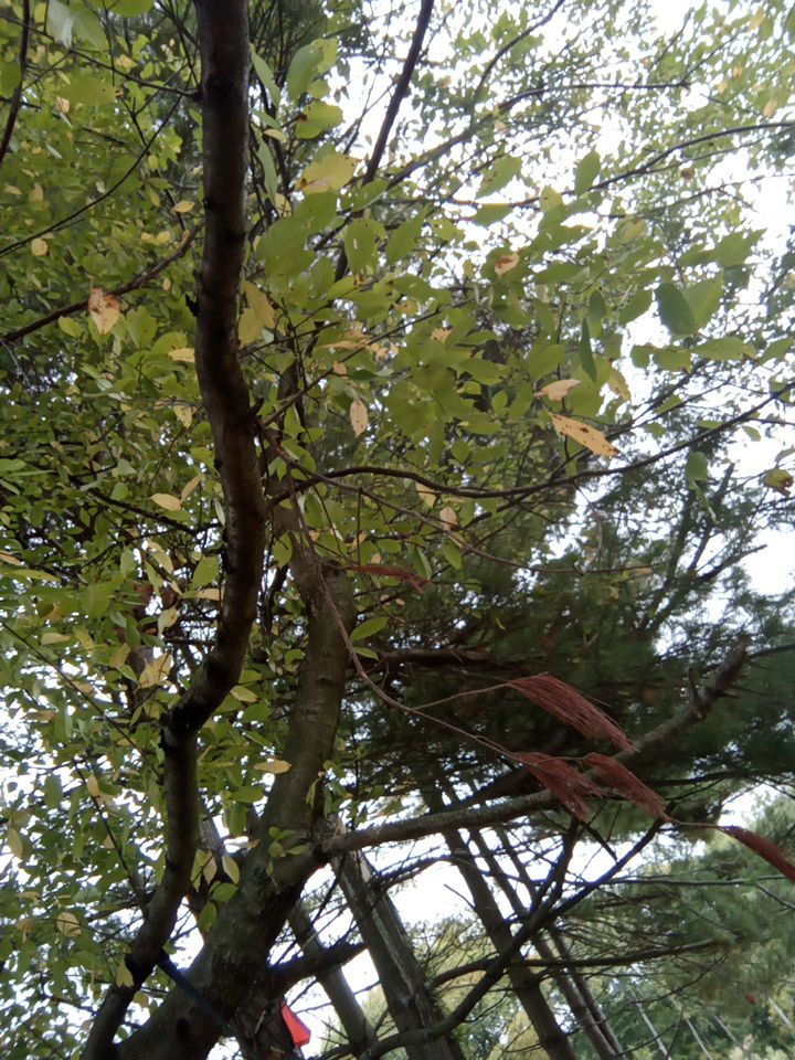 Tree Removal using Tree Removal by Mike Jones & Sons Tree Service LLC 