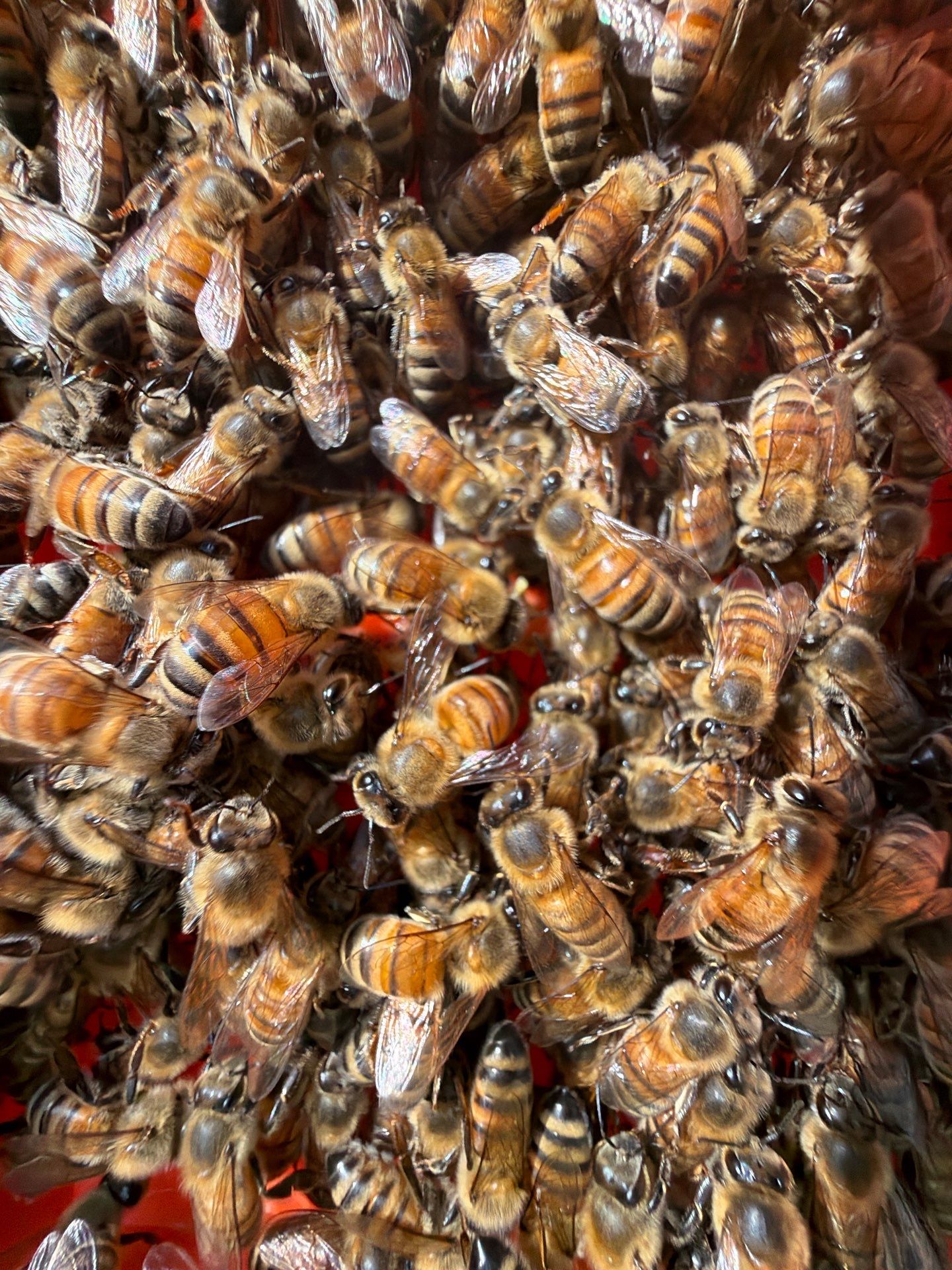 New Beekeeper in Maypearl by Rockwall Honey Bee Company