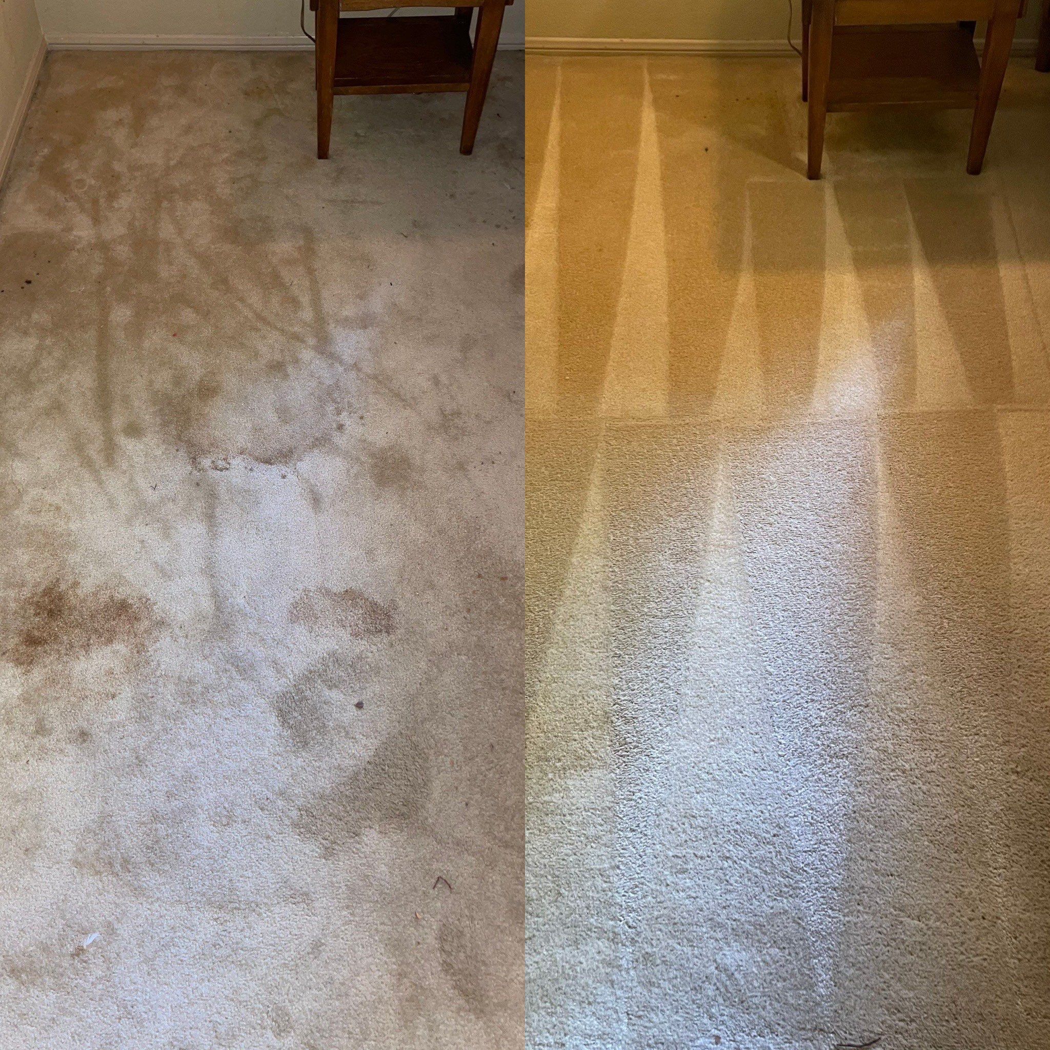 professional carpet cleaning transformed a heavily stained carpet into a clean and fresh looking surface in san antonio