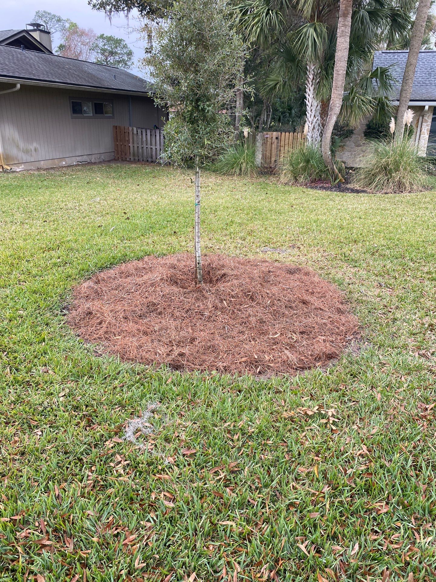 Deerwood | Live Oak Planting Project  by ProGreen Services