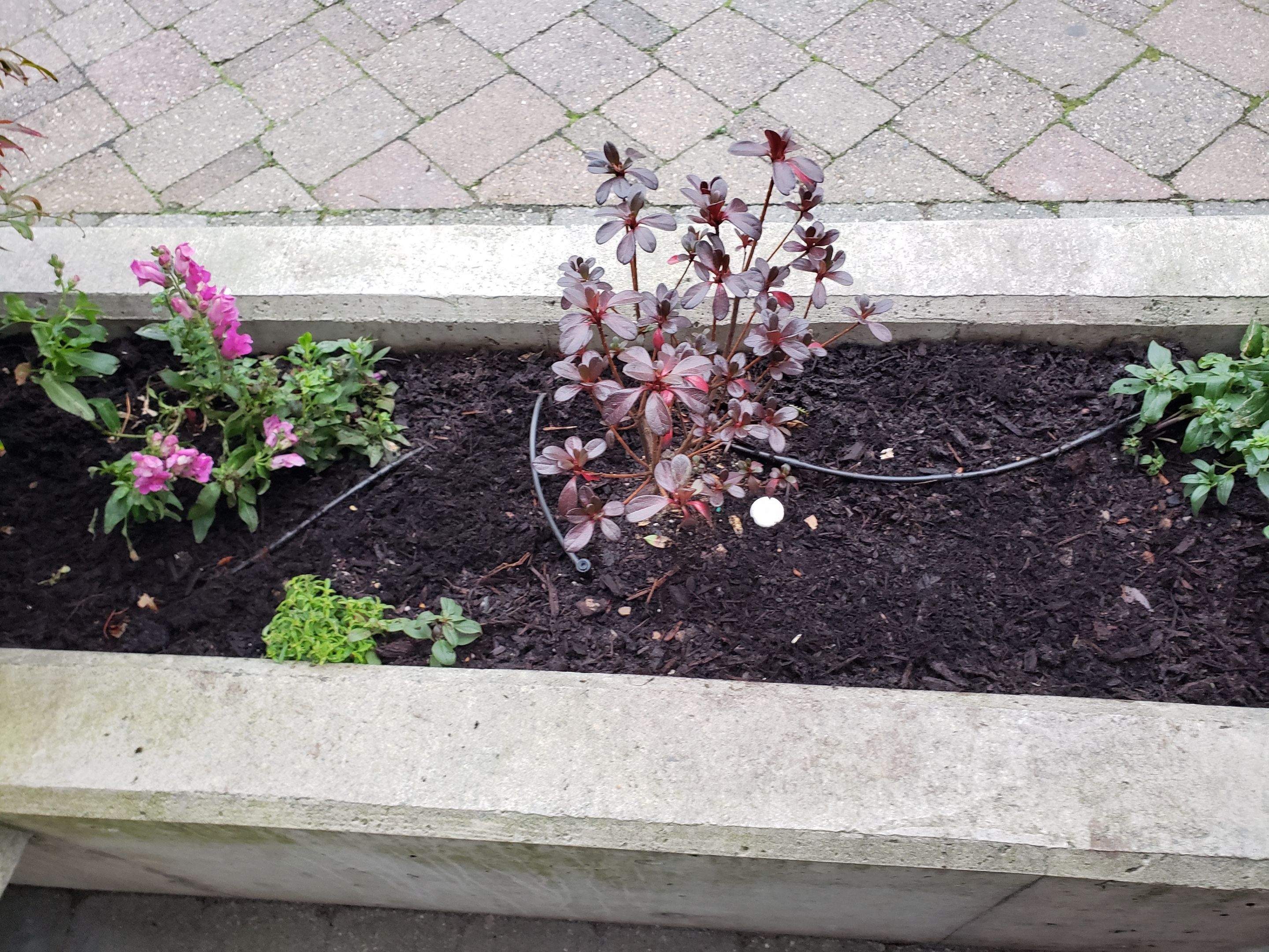 Sidney Pier by Habanero Garden and Exterior Care