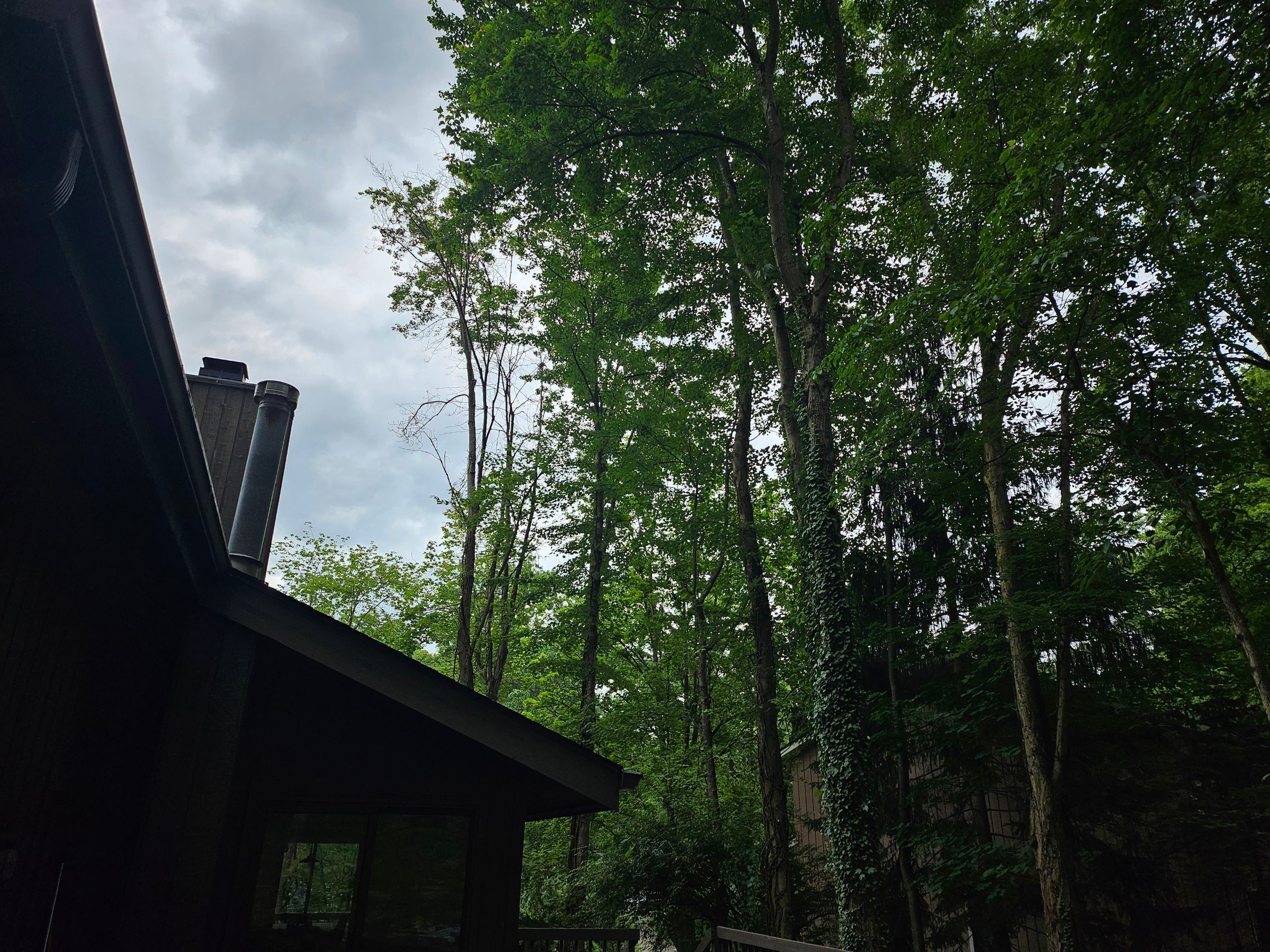 Tree Trimming using Tree Pruing by Mike Jones & Sons Tree Service LLC 