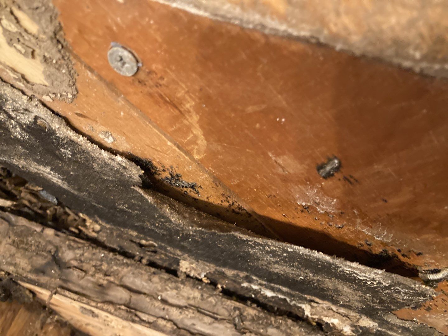 Mold Remediation in Bathroom by Accountable Home Services