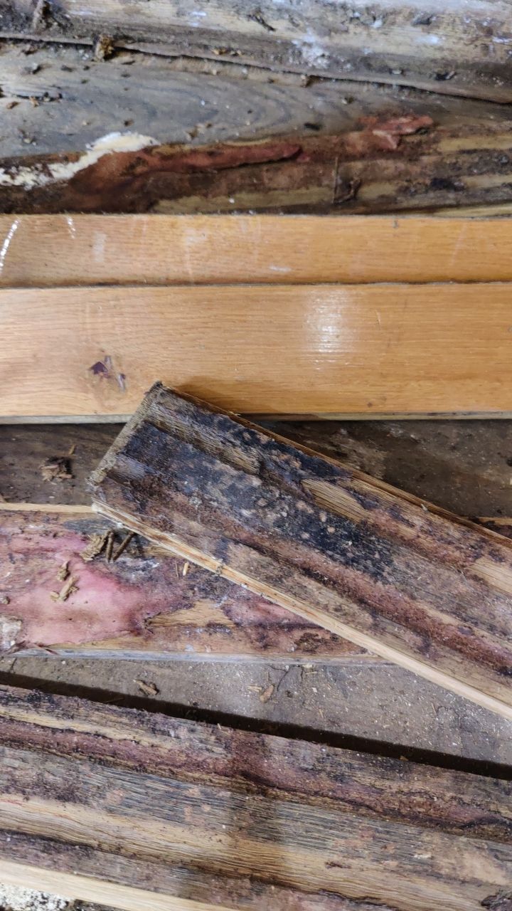 Mold Damage by Accountable Home Services