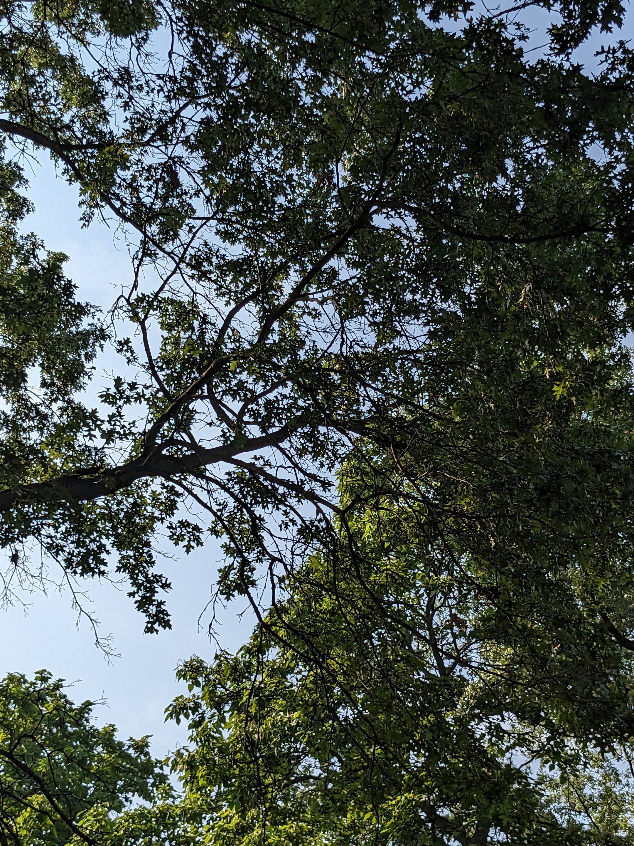 Tree Trimming using Tree Pruing by Mike Jones & Sons Tree Service LLC 