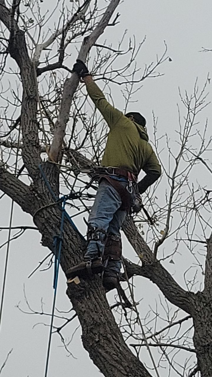 Tree Removal using Chainsaws by Clays Services Inc
