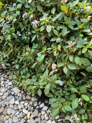 Gutter Cleaning in Succasunna, NJ — Gallo Bros job photo