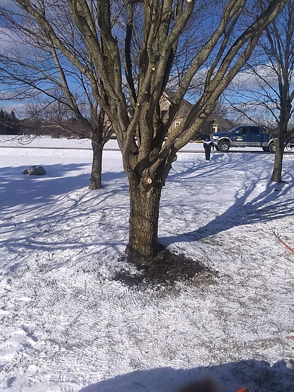 Tree Trimming using Tree Pruing by Mike Jones & Sons Tree Service LLC 