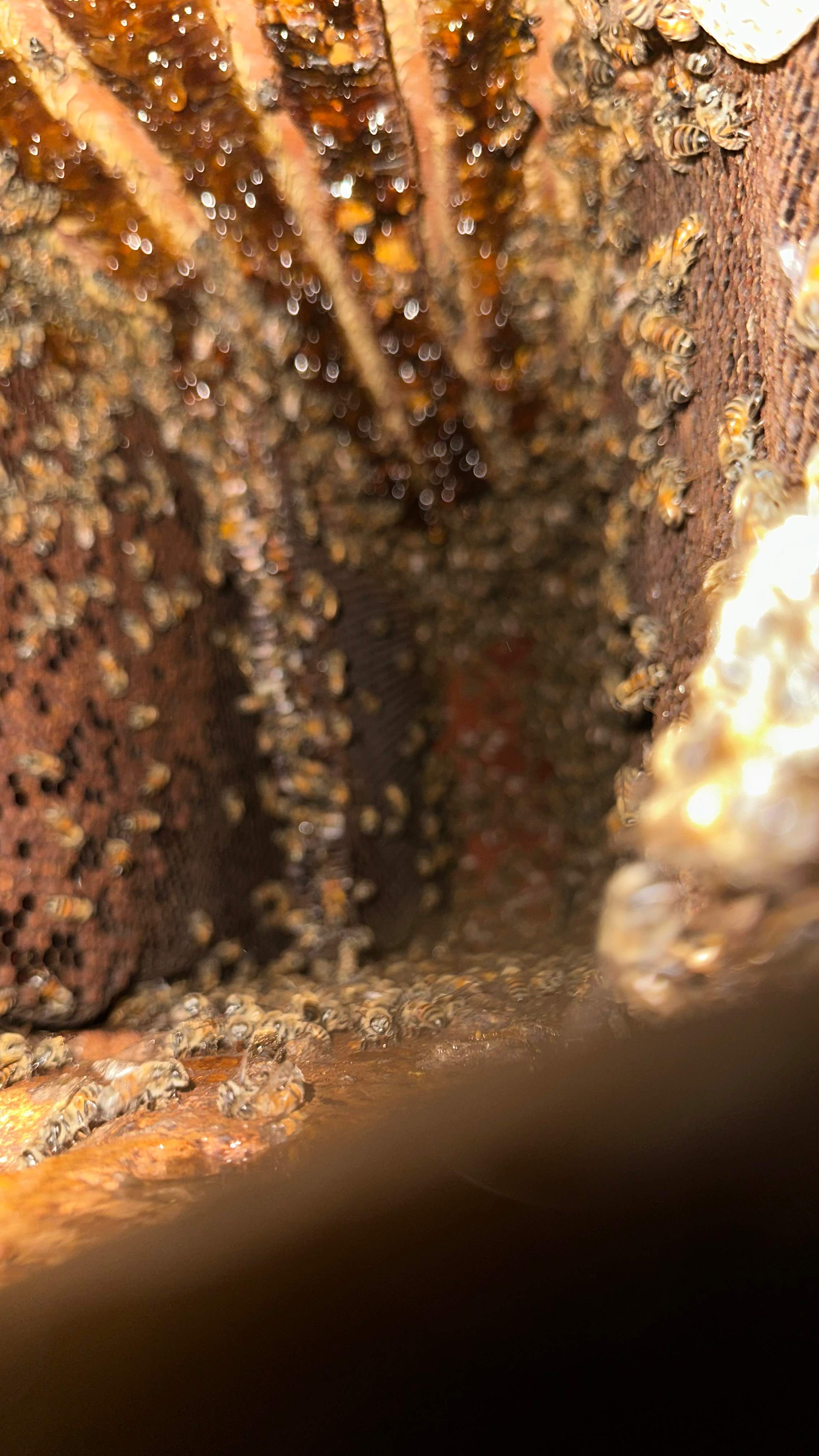 Interior Ceiling by Rockwall Honey Bee Company