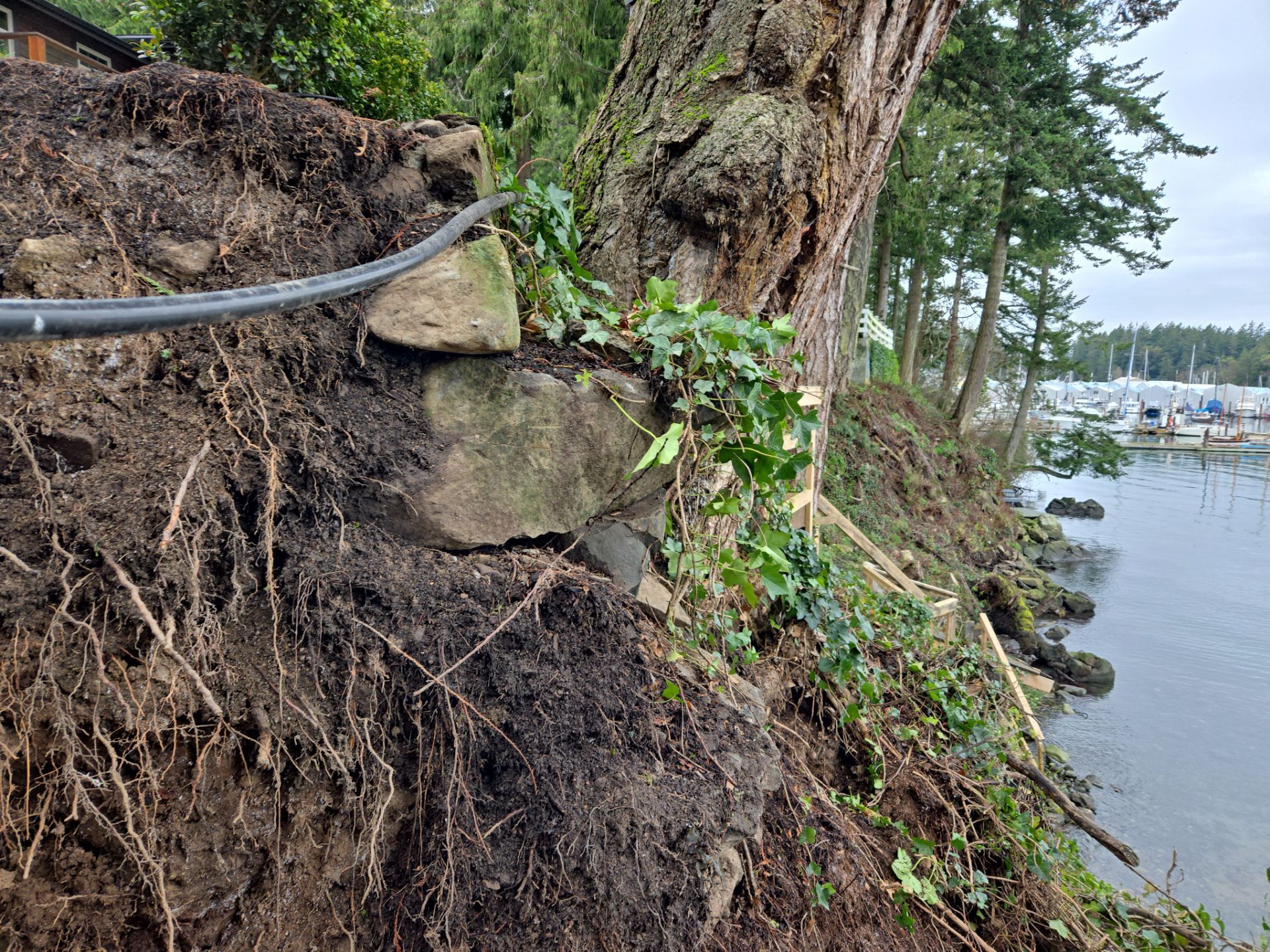 Coastal Landscape Restoration & Retaining Structure - In progress by Habanero Garden and Exterior Care