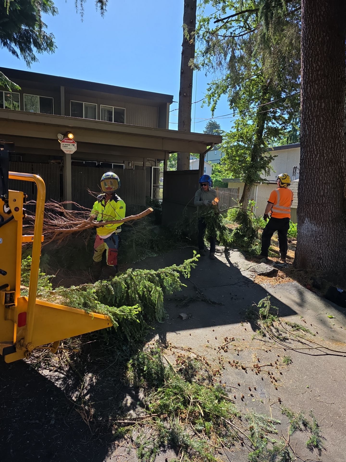 Commercial Tree Removals for Property Manager by Sound Tree Care LLC