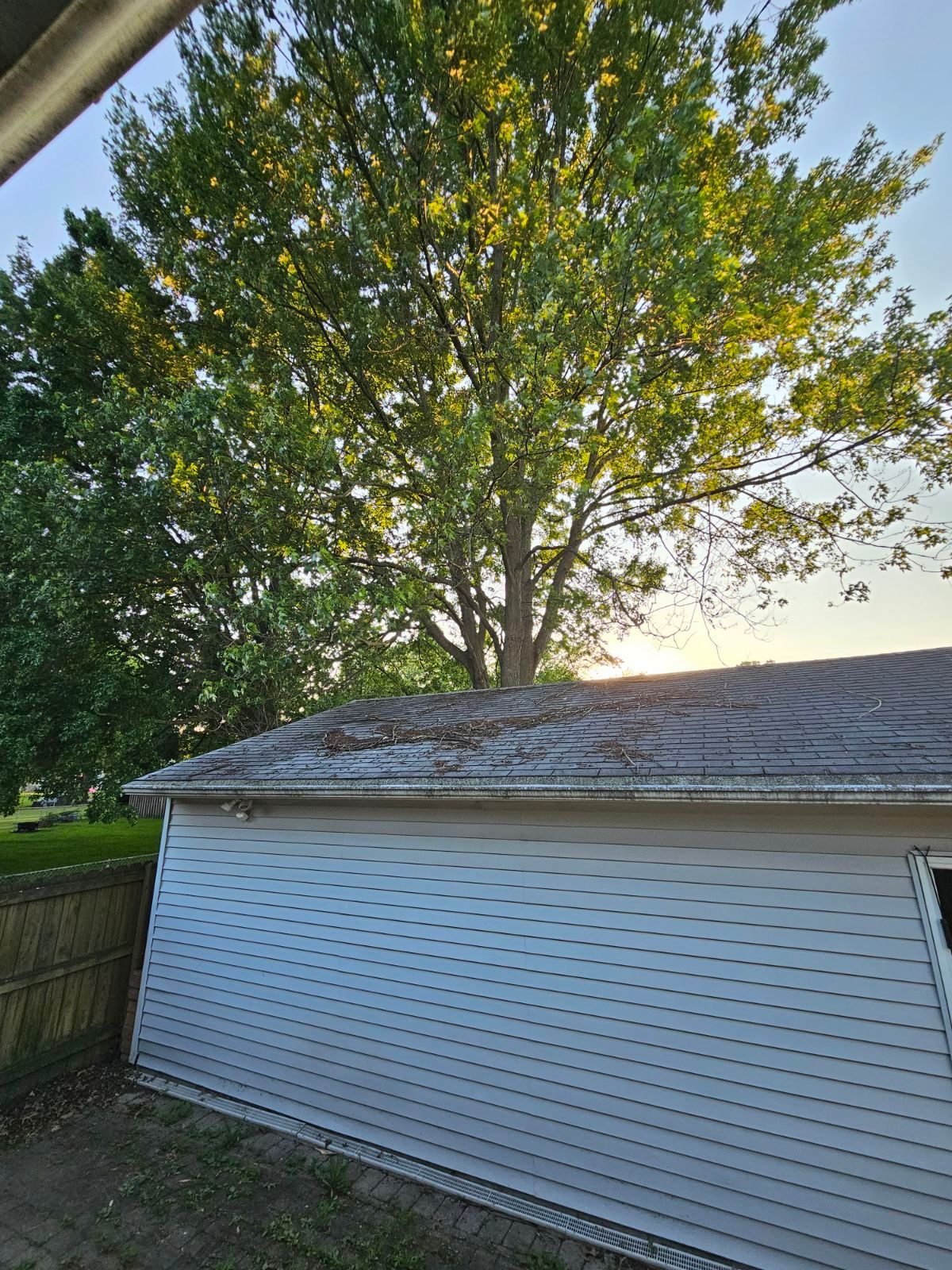 Tree Trimming using Tree Pruing by Mike Jones & Sons Tree Service LLC 