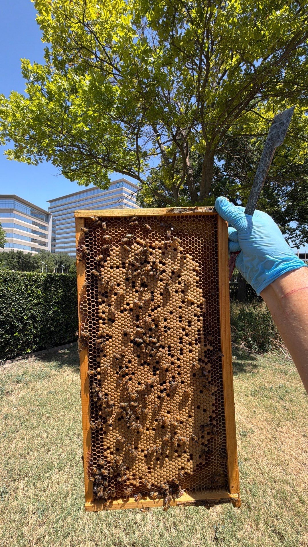 Project in Dallas, TX by Rockwall Honey Bee Company