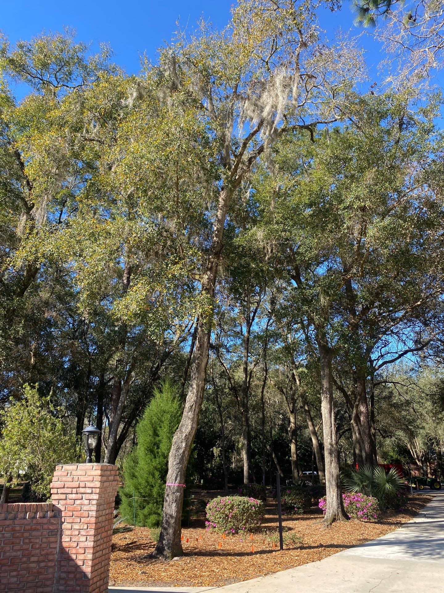 Deerwood Resident | Tree Removal by ProGreen Services