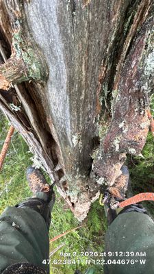 Emergency Tree Removal and Storm Cleanup in Sammamish