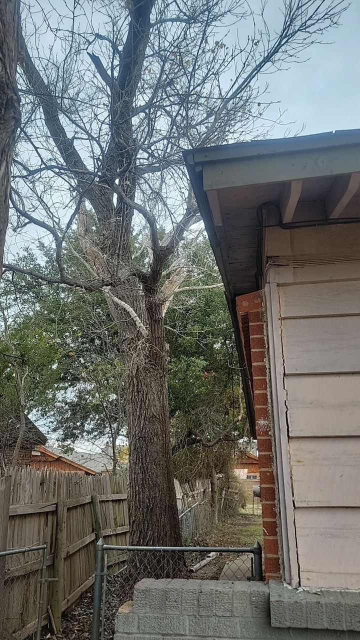 Tree Removal using Chainsaws by Clays Services Inc