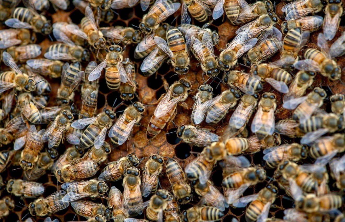 Rustic Grace Apiary in Van Alstyne, TX by Rockwall Honey Bee Company