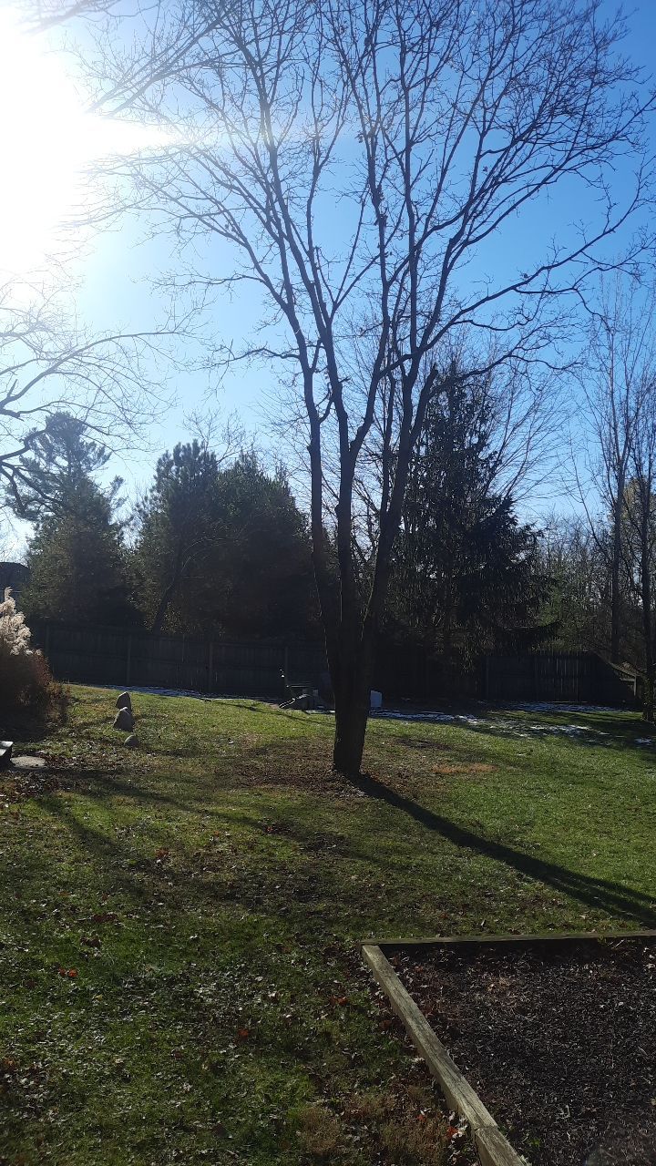 Tree Trimming using Tree Pruing by Mike Jones & Sons Tree Service LLC 