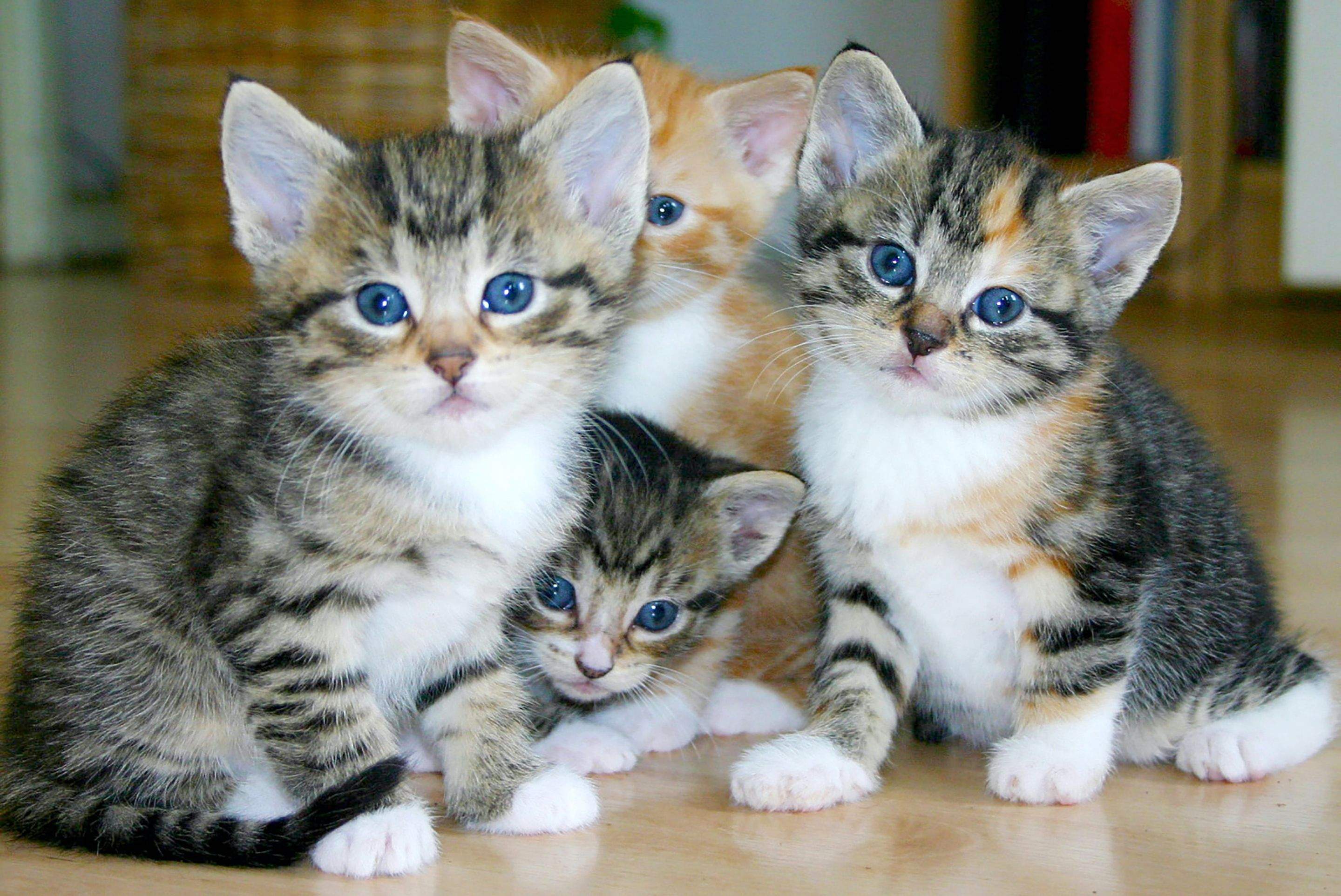 Kittens! by CompanyCam