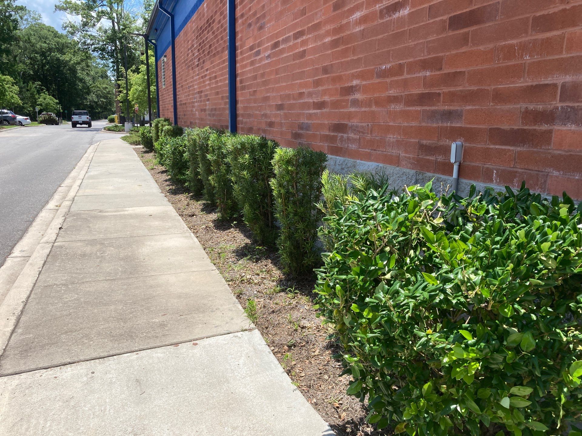 Hedge Trimming - Express Oil Summerville by Hudson Bros Lawn Care LLC