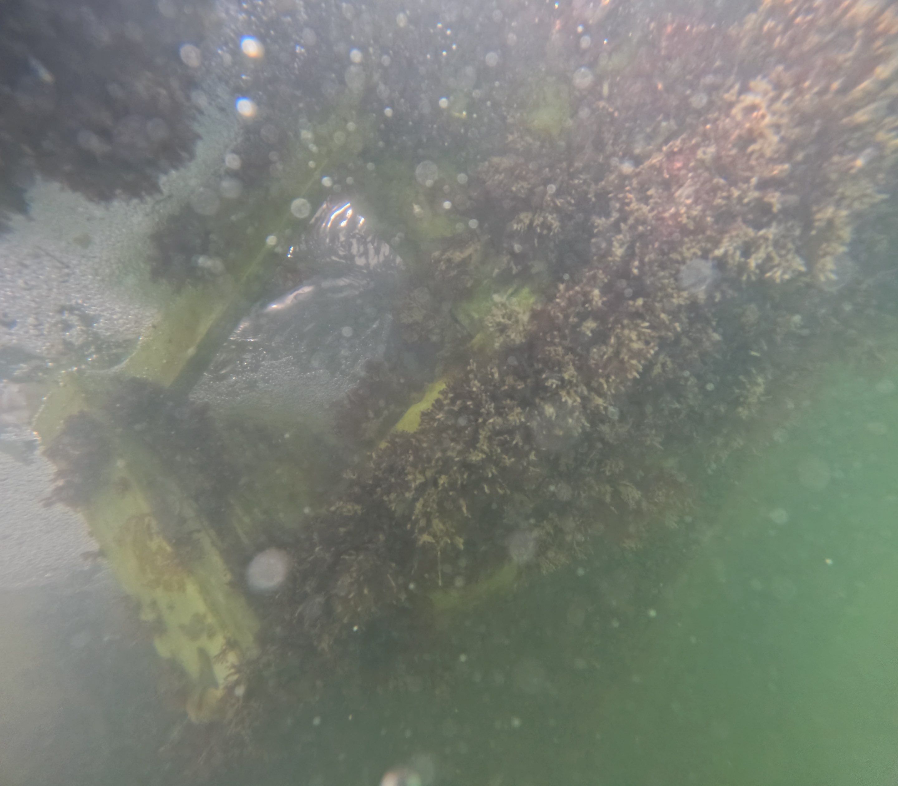 Project in Marco island, FL by Florida Hull Cleaning 