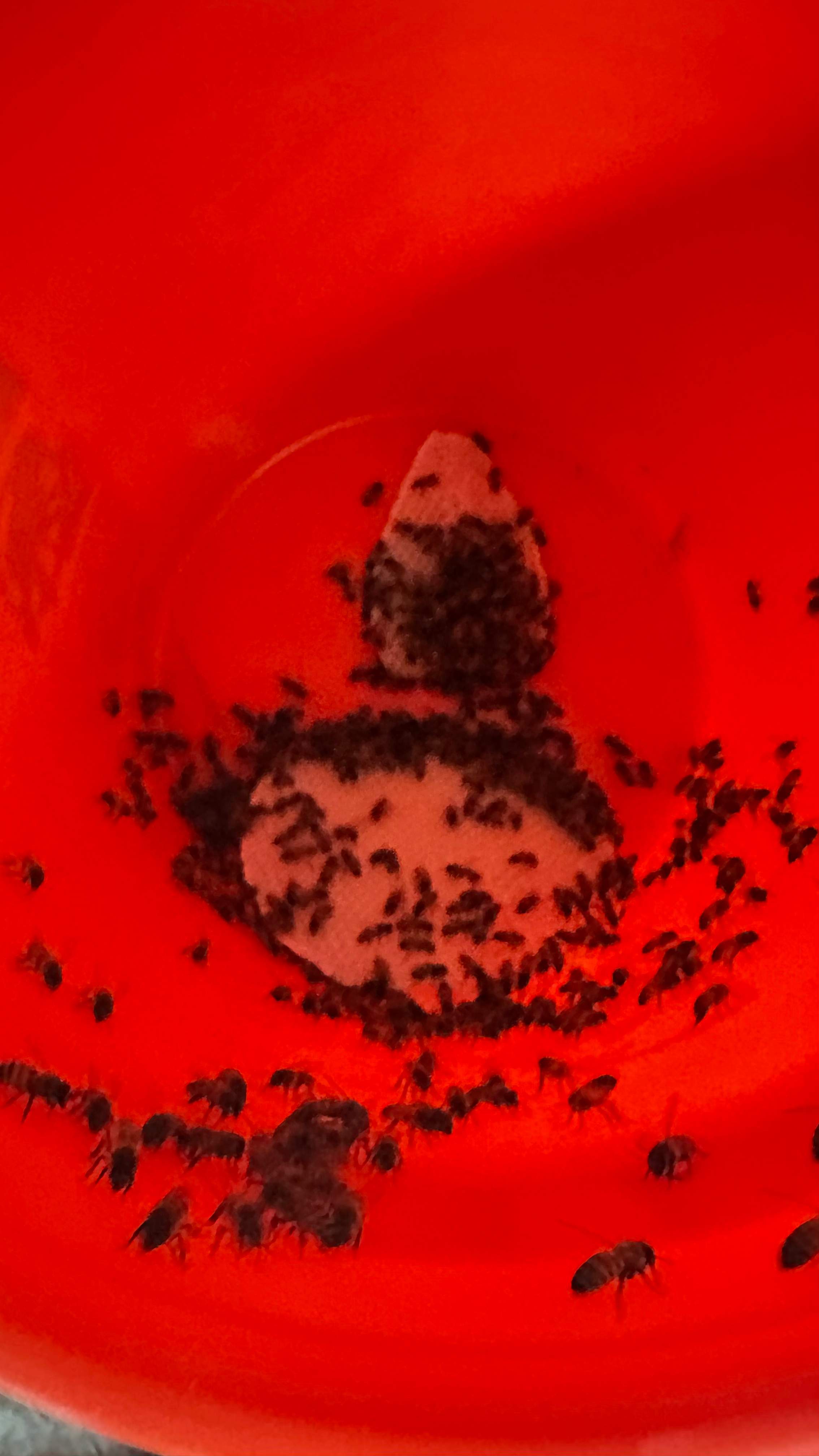 Feet Bees by Rockwall Honey Bee Company