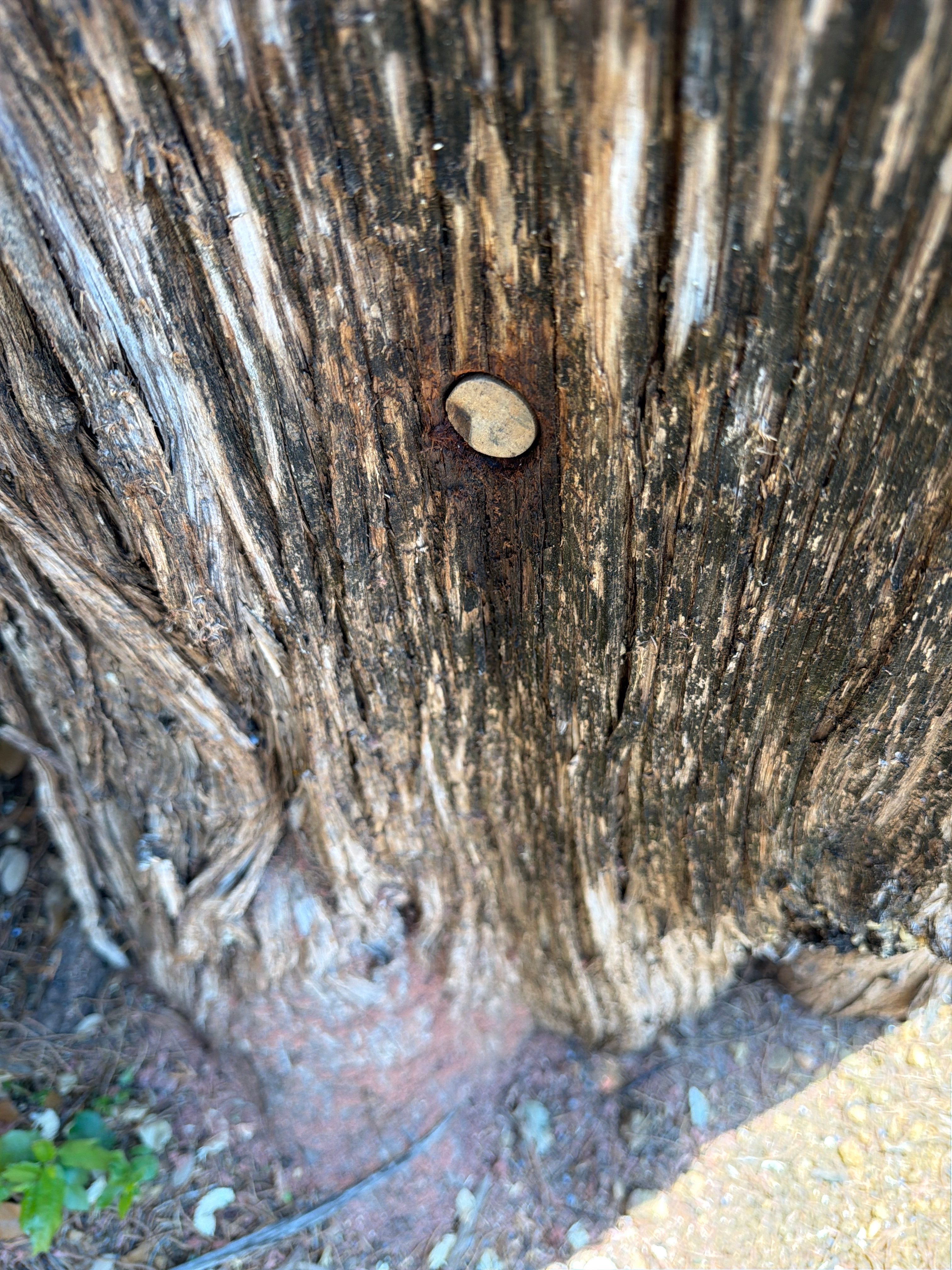 Cavern-Crack Tree Bees by Rockwall Honey Bee Company