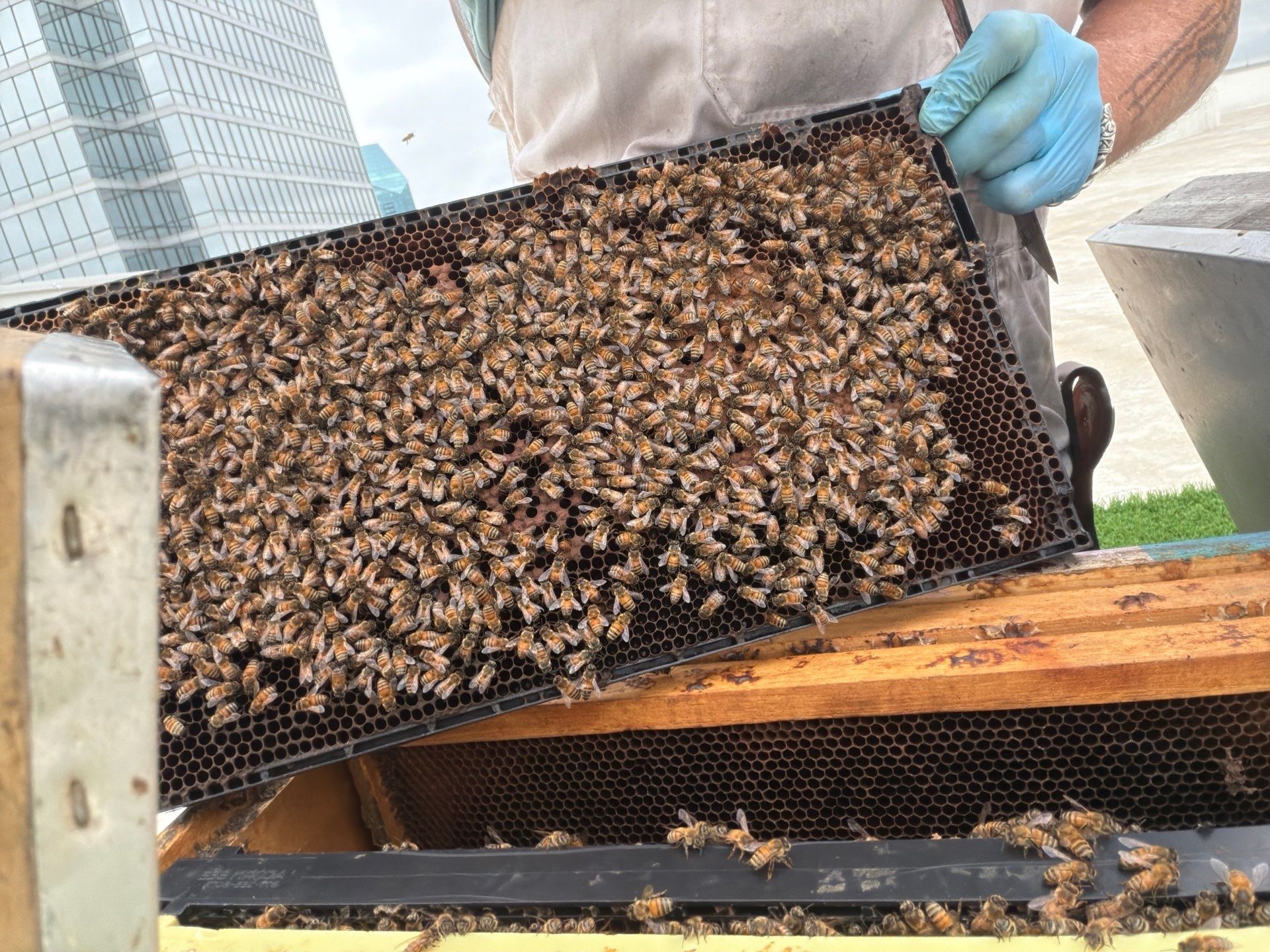 Downtown Dallas by Rockwall Honey Bee Company