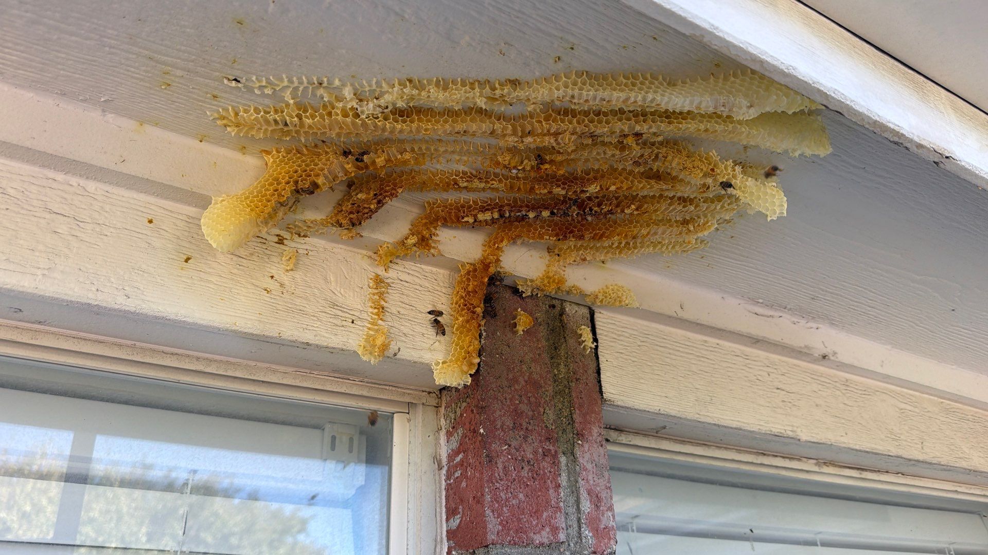 Open Air Colony in Rockwall, TX by Rockwall Honey Bee Company