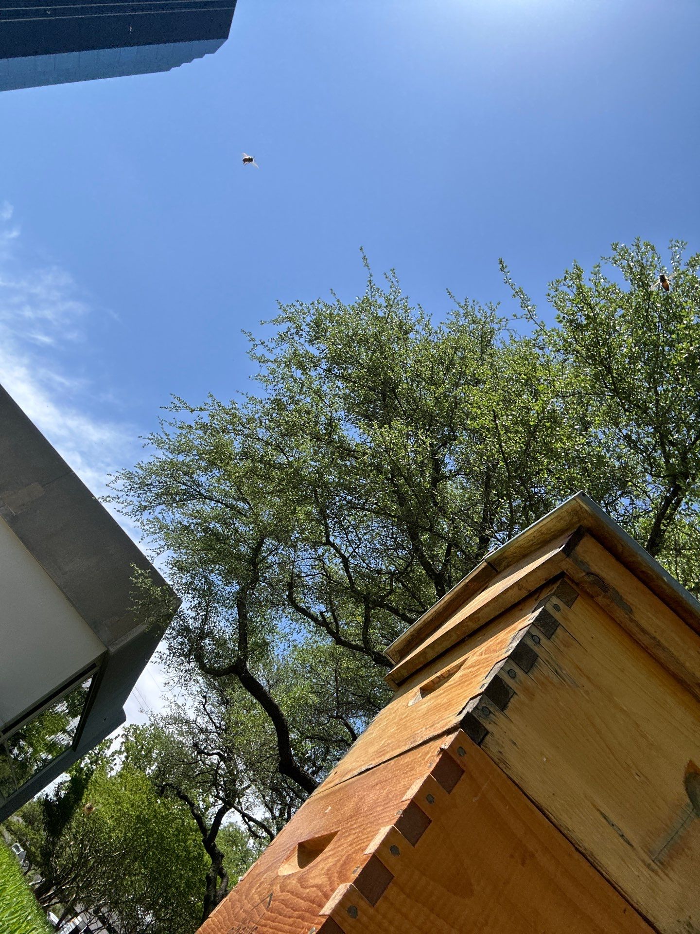 Addison by Rockwall Honey Bee Company