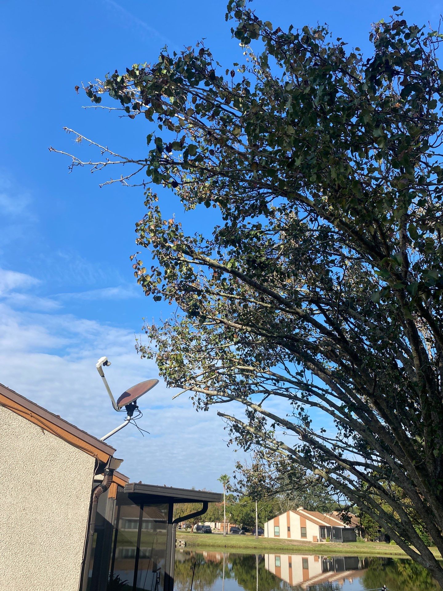 Residential | Tree Removal & Trimming by ProGreen Services