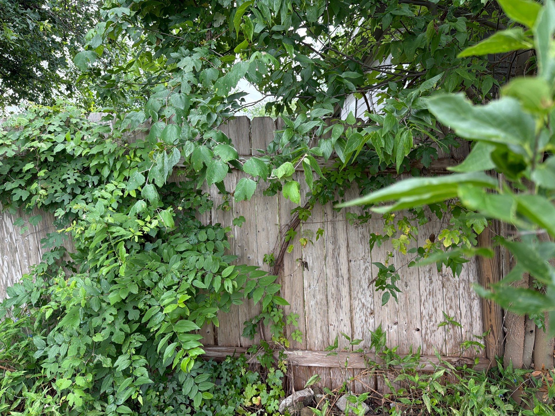 Cedar Privacy Fence Replacement with Steel Posts in Austin by Rhino Home Care