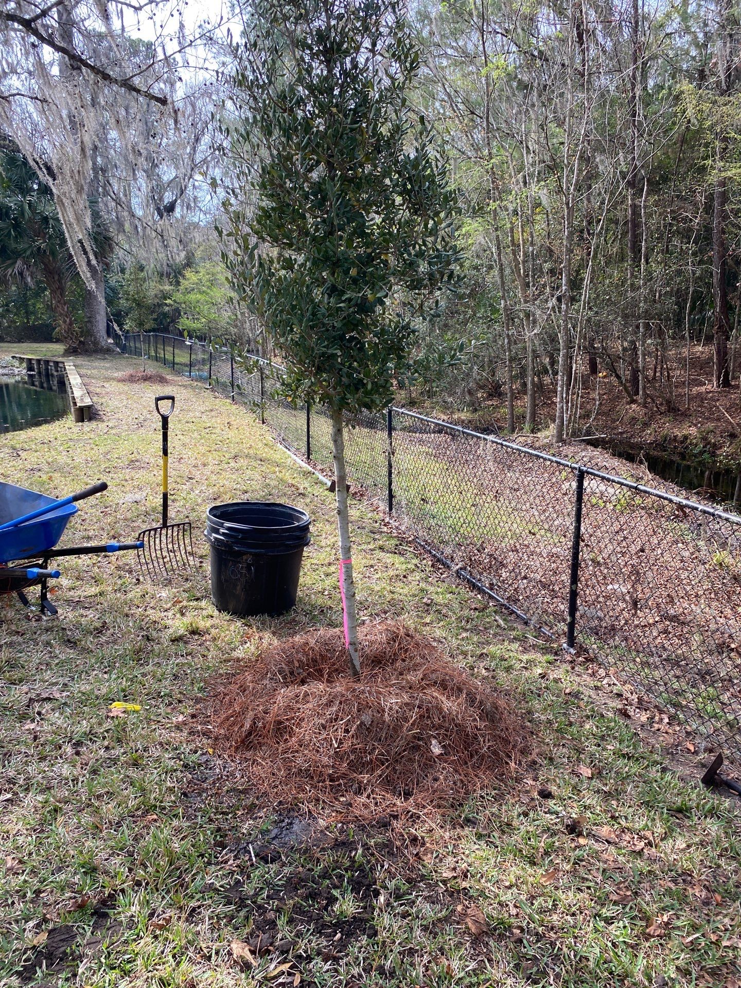 Deerwood Resident | Tree Install by ProGreen Services