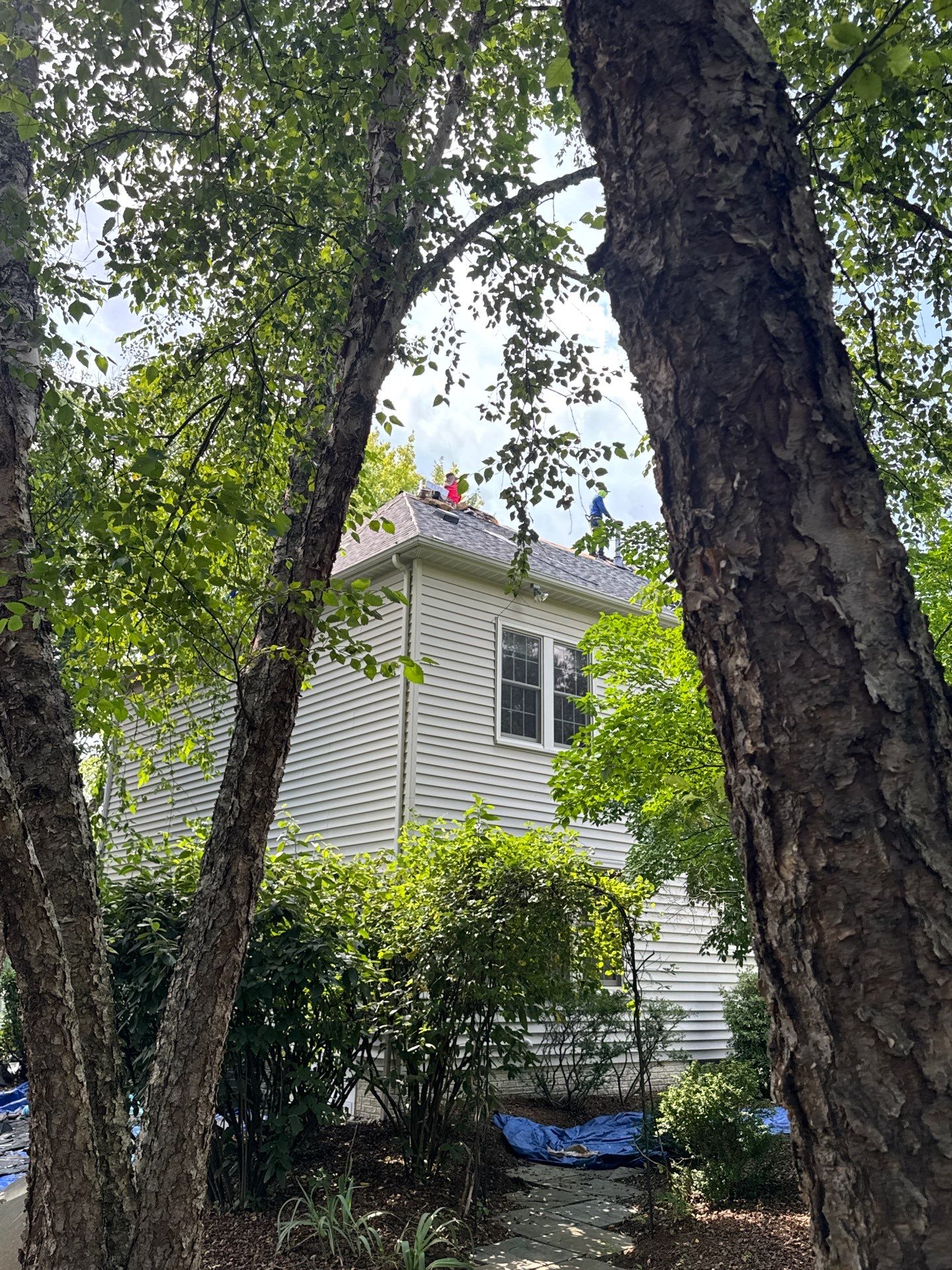 New Shingle Roof & New Gutters and downspouts with covers by Alpha Design Services