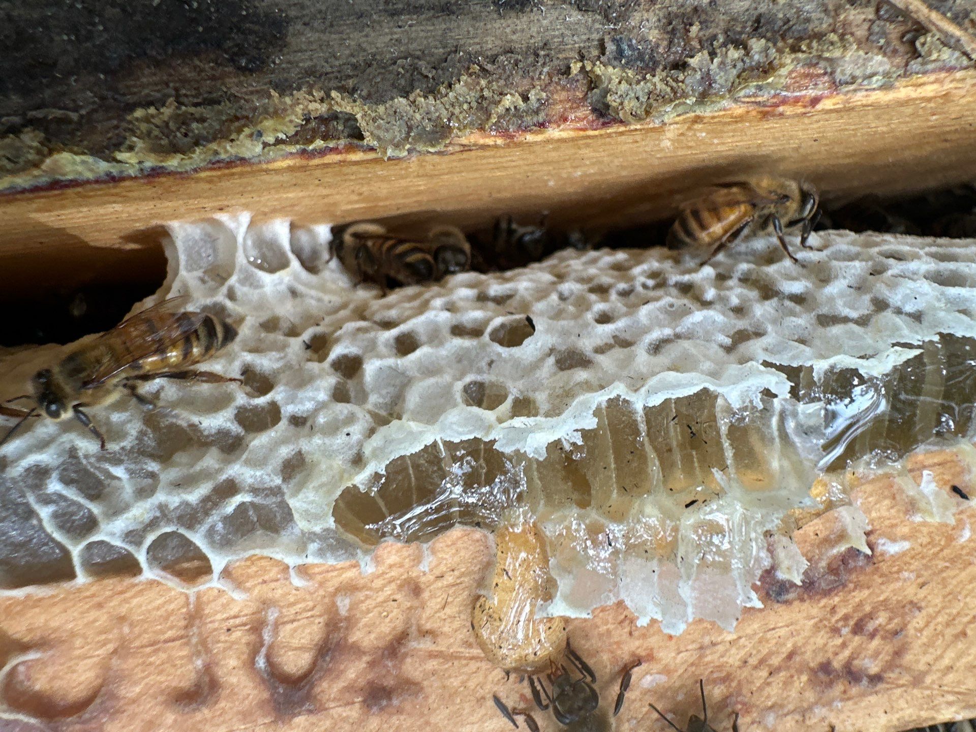 Urban Building Bees by Rockwall Honey Bee Company