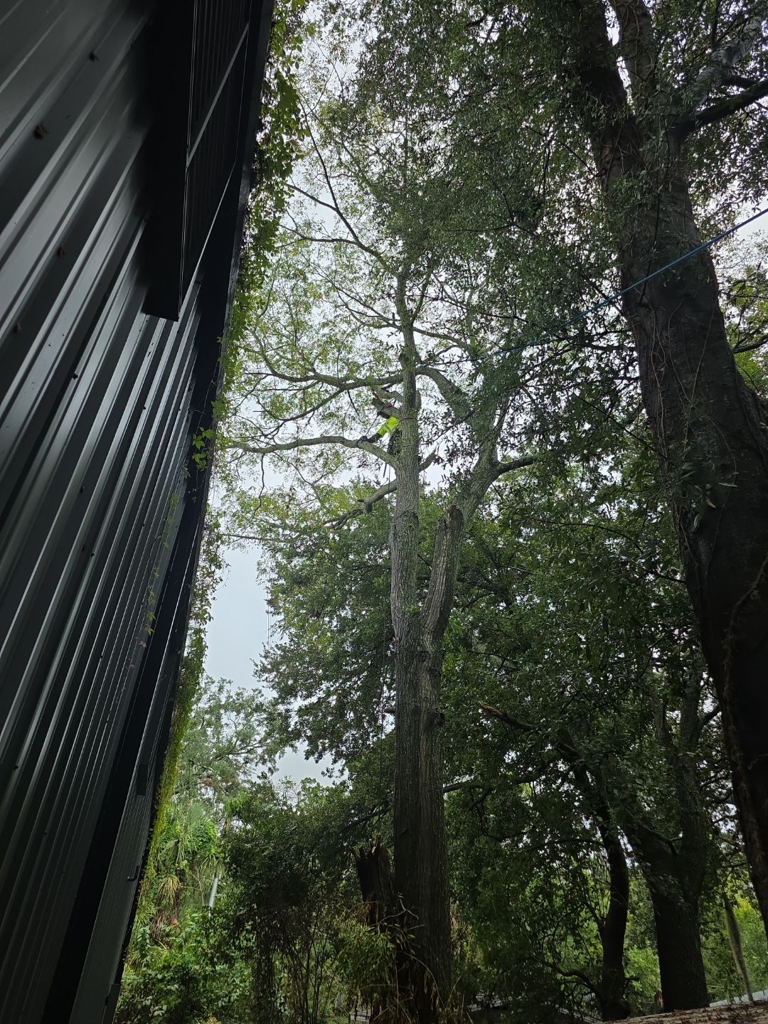 Crash Champions | Tree Removal & Cleanup by ProGreen Services