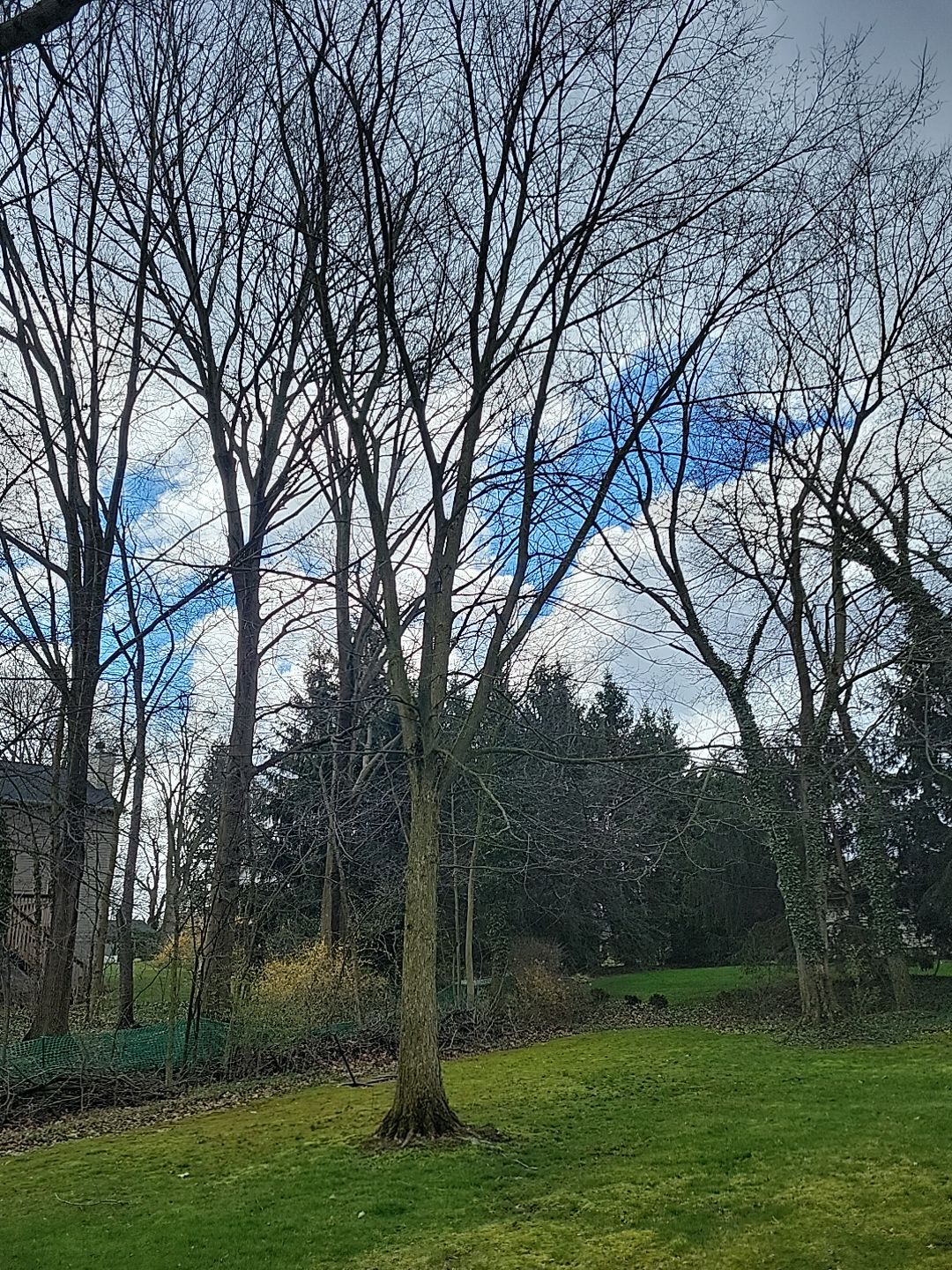 Tree Trimming using Tree Pruing by Mike Jones & Sons Tree Service LLC 
