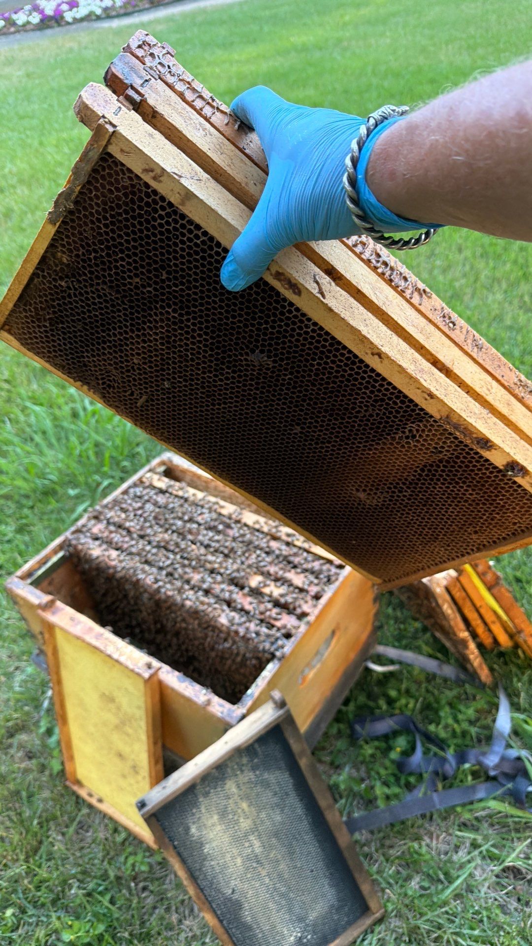 Bees on the Green by Rockwall Honey Bee Company