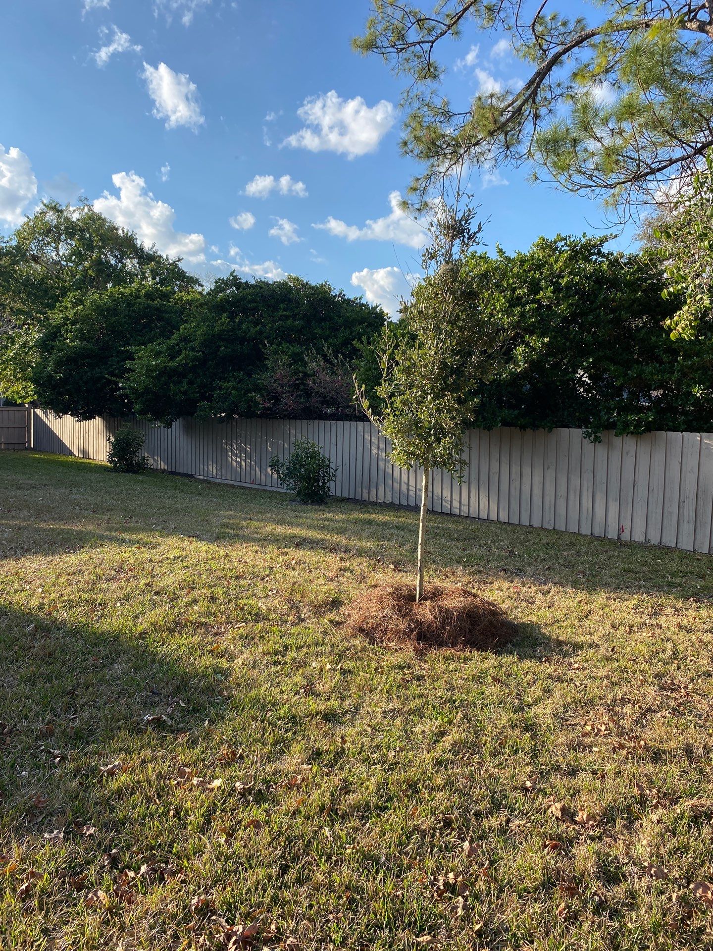 Deerwood Resident | Tree Install by ProGreen Services