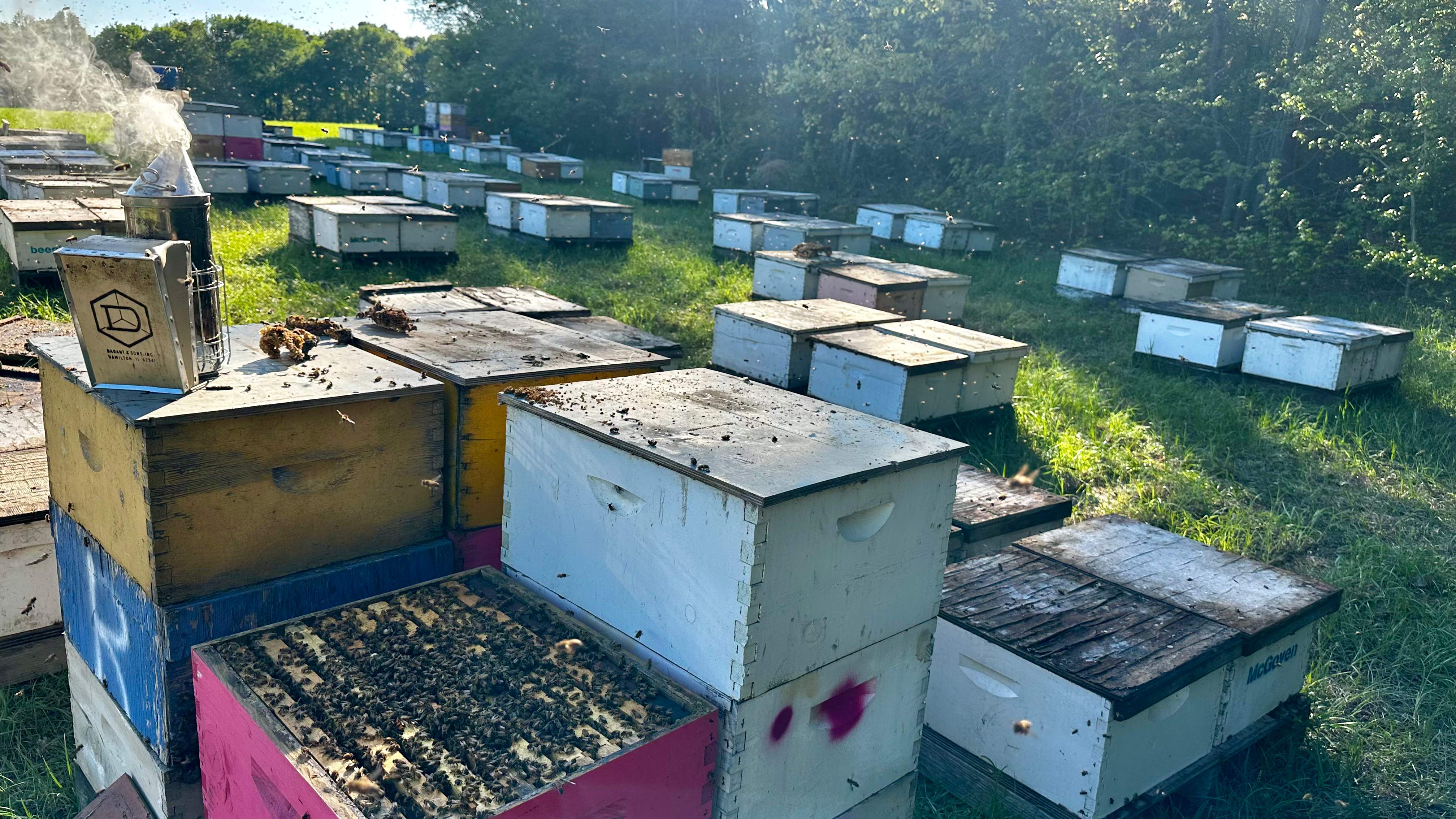 Traylor's Hay Meadow Apiary by Rockwall Honey Bee Company